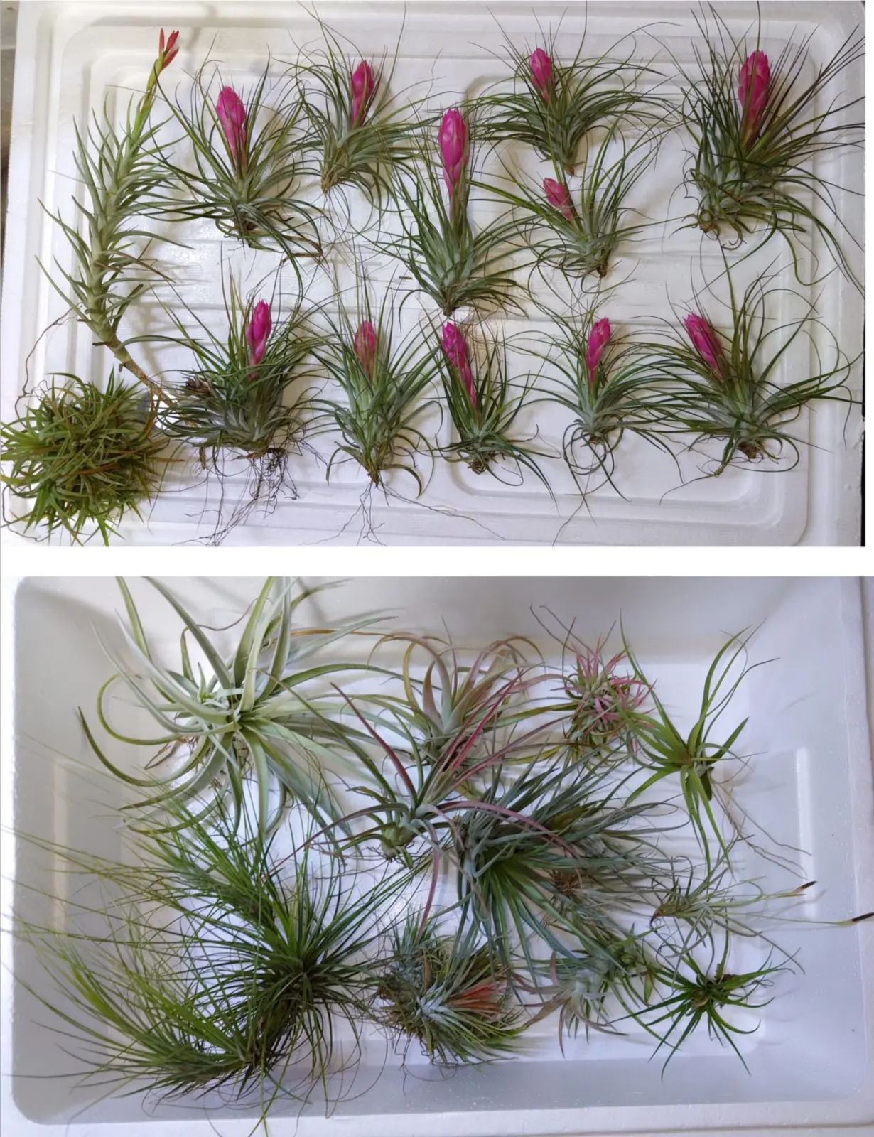 般若箱 (般若ビックリ箱)