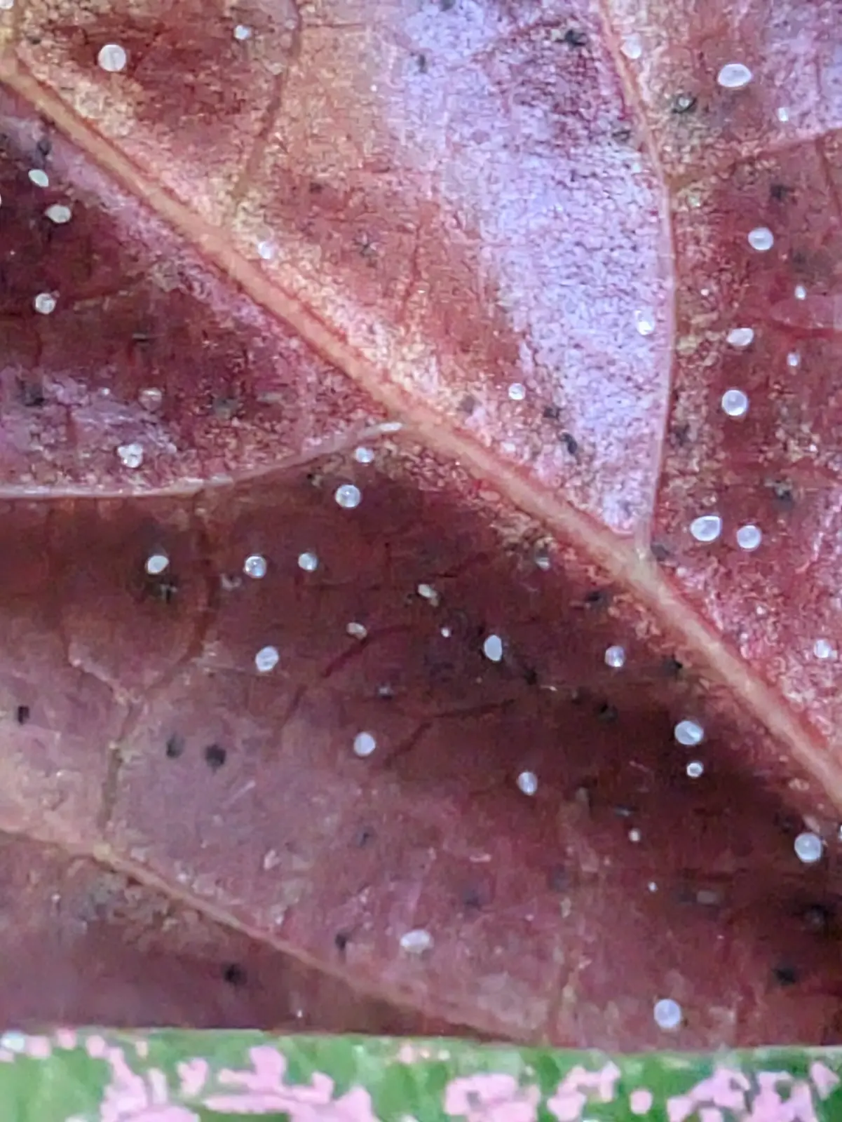 ピペルピンクSP虫