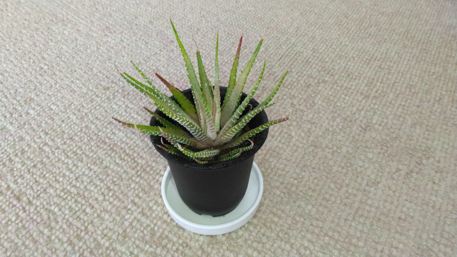 ハオルチア 白蝶