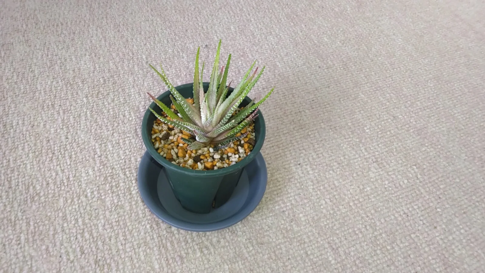 ハオルチア 白蝶