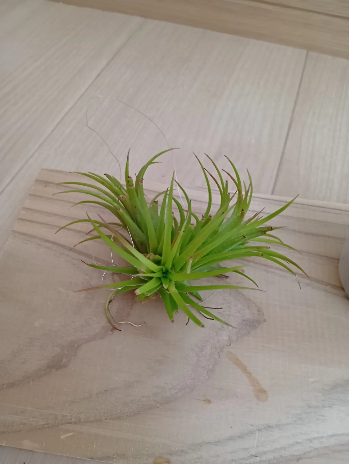 イオナンタ　ルブラ