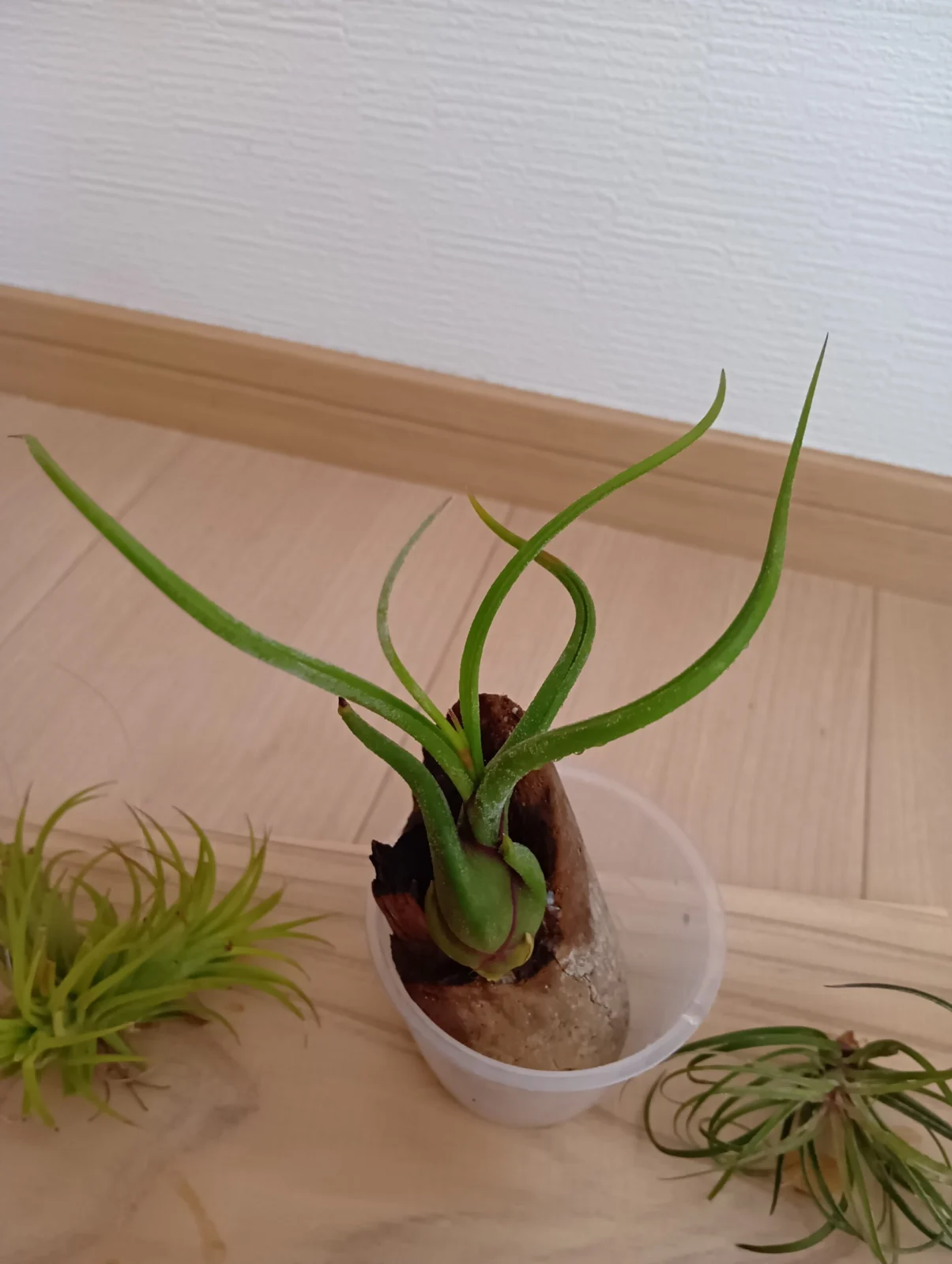 カプトメデューサエ