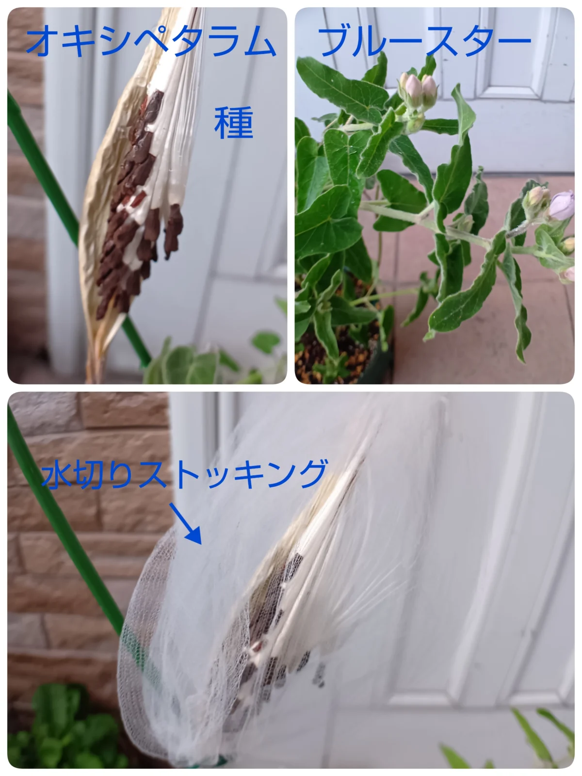 オキシペタラム　ブルースター　種