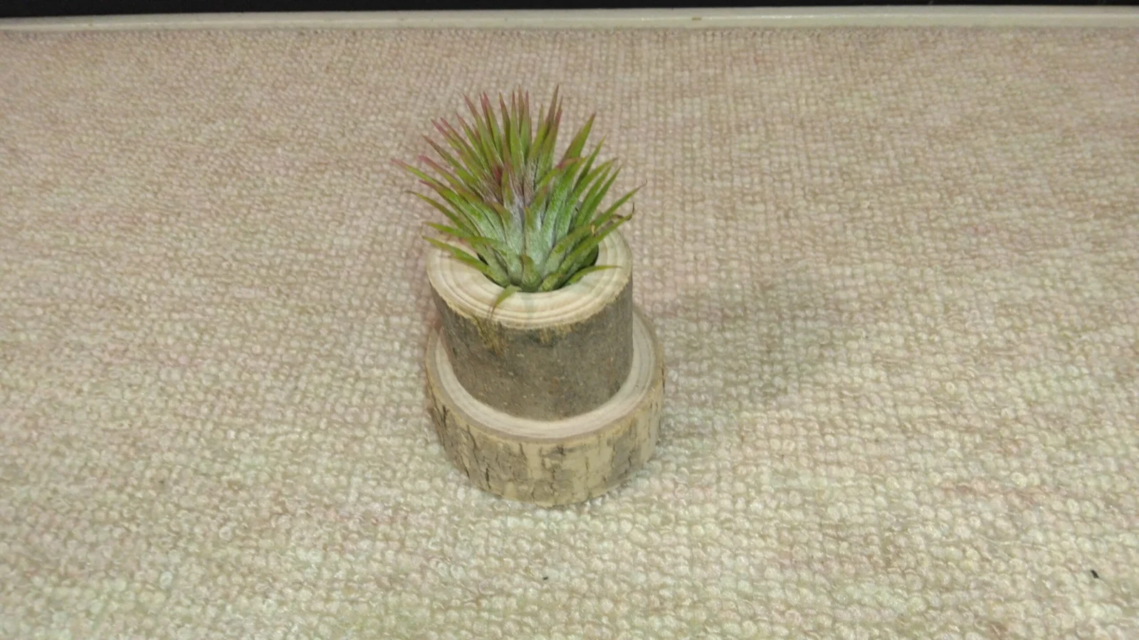 ティランジア イオナンタ