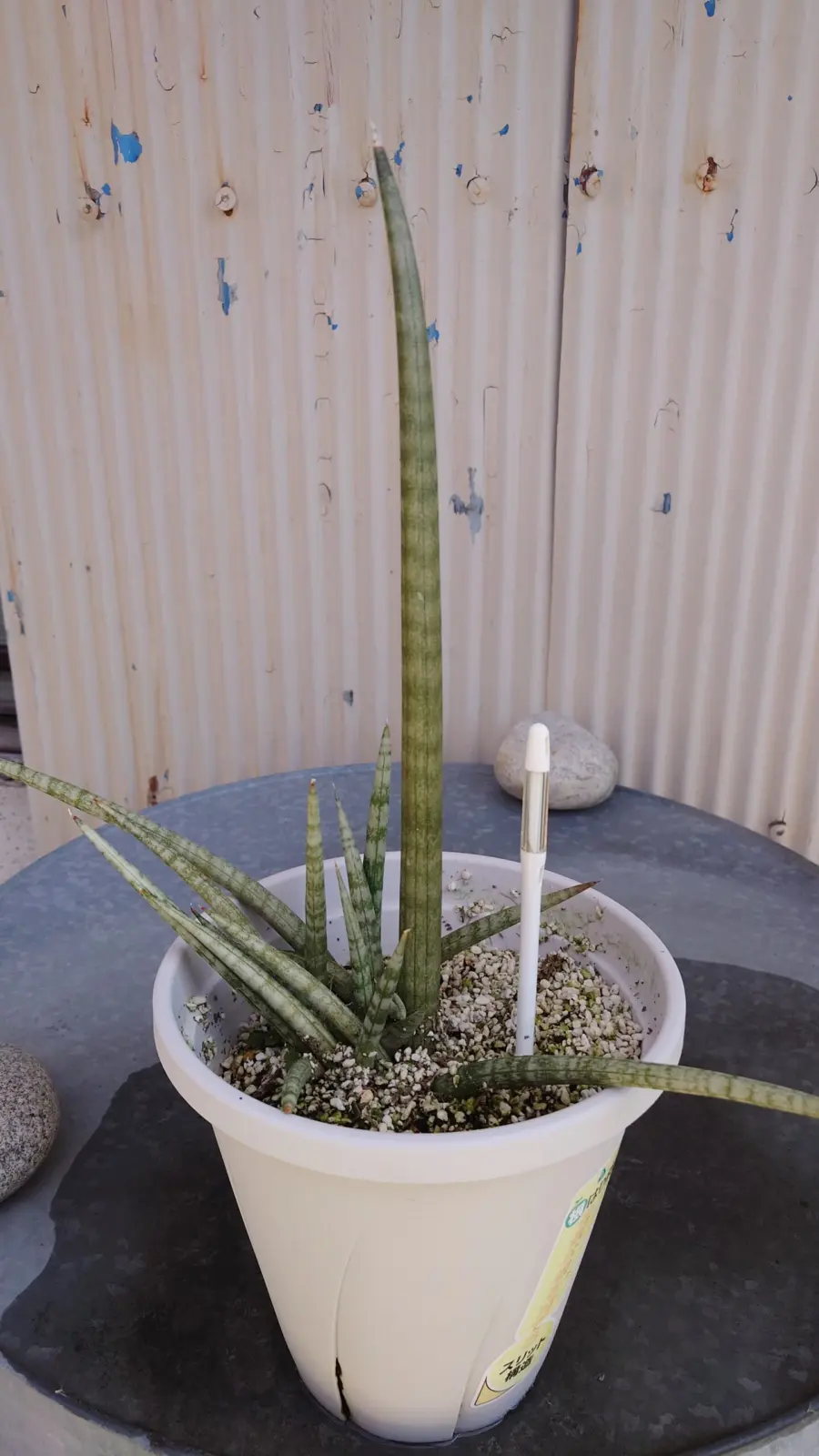 サンセベリア フダオチ