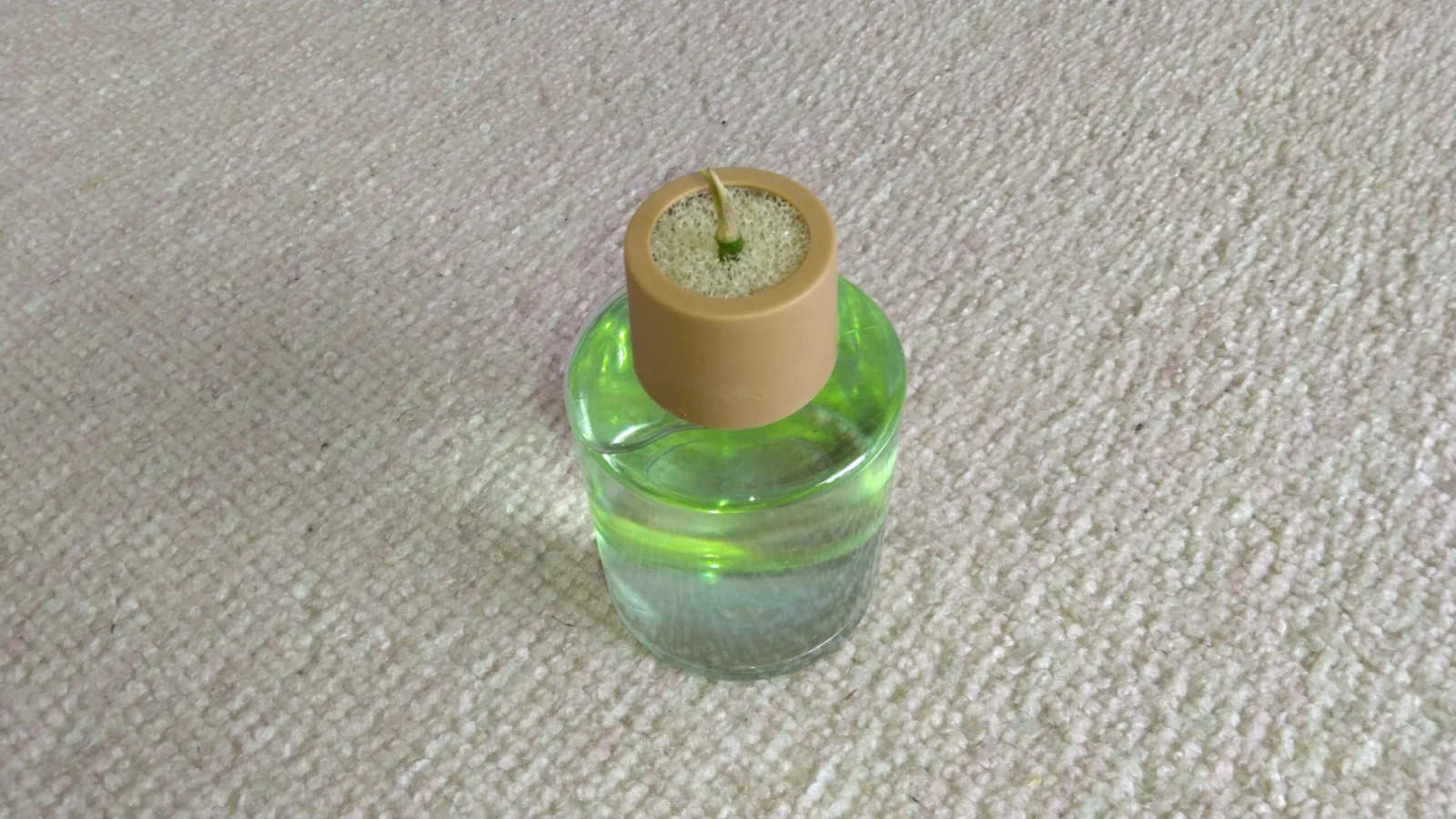 アグラオネマ オースピシャスレッド
