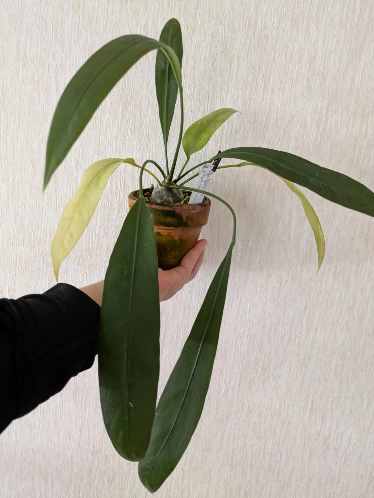 アンスリウム　ビッタリフォリューム