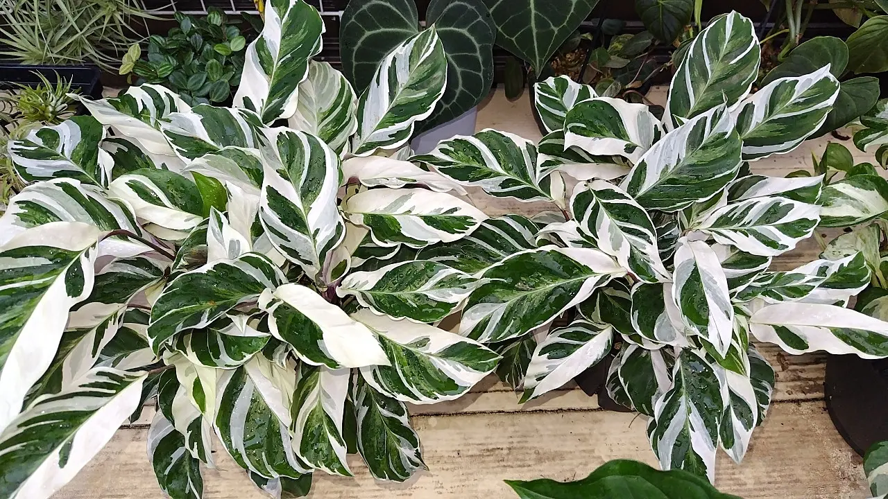 カラテア　ホワイトフュージョン