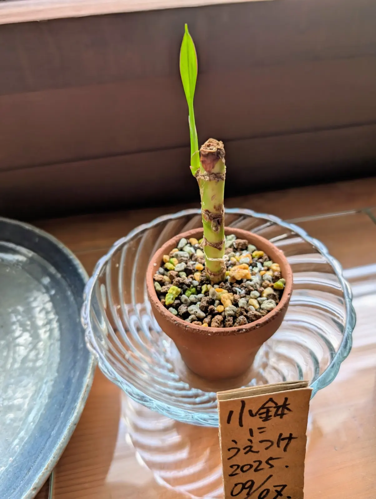 コルジリネ/挿し木/葉のふちちょっと赤い