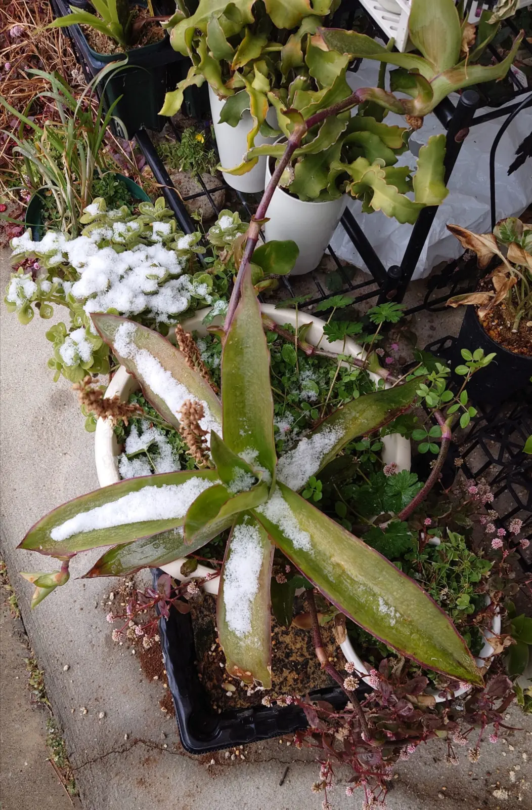 カリシア フレグランス