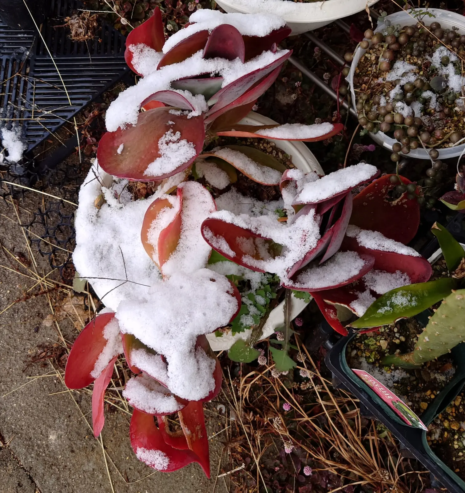 カランコエ デザートローズ