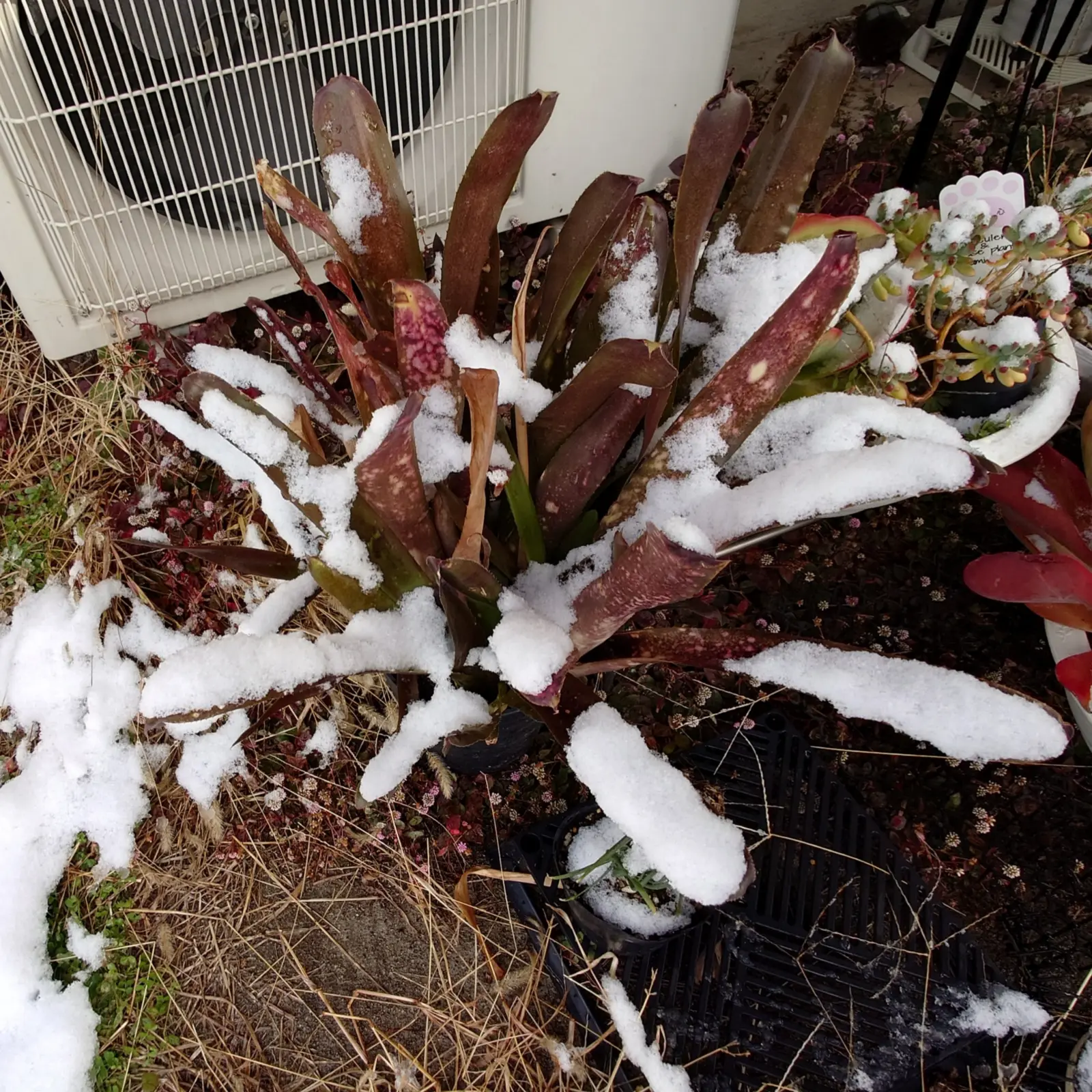 ビルベルギア フダオチ