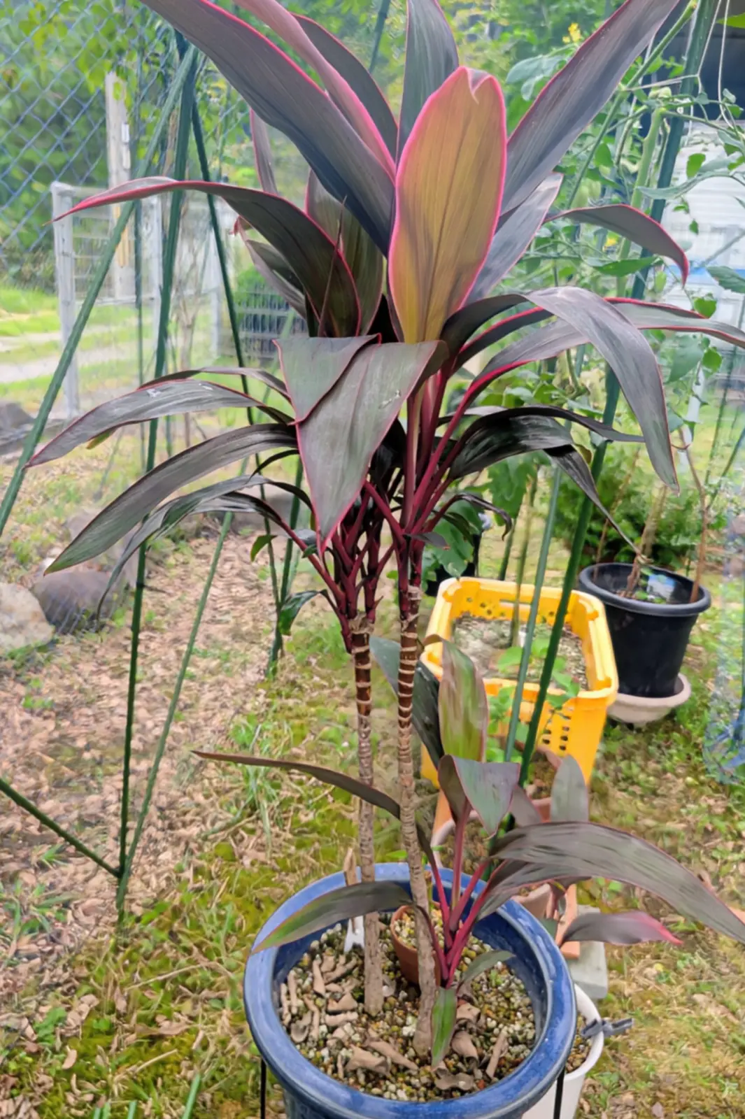 コルジリネ/品種不明/銅葉/天芽挿し