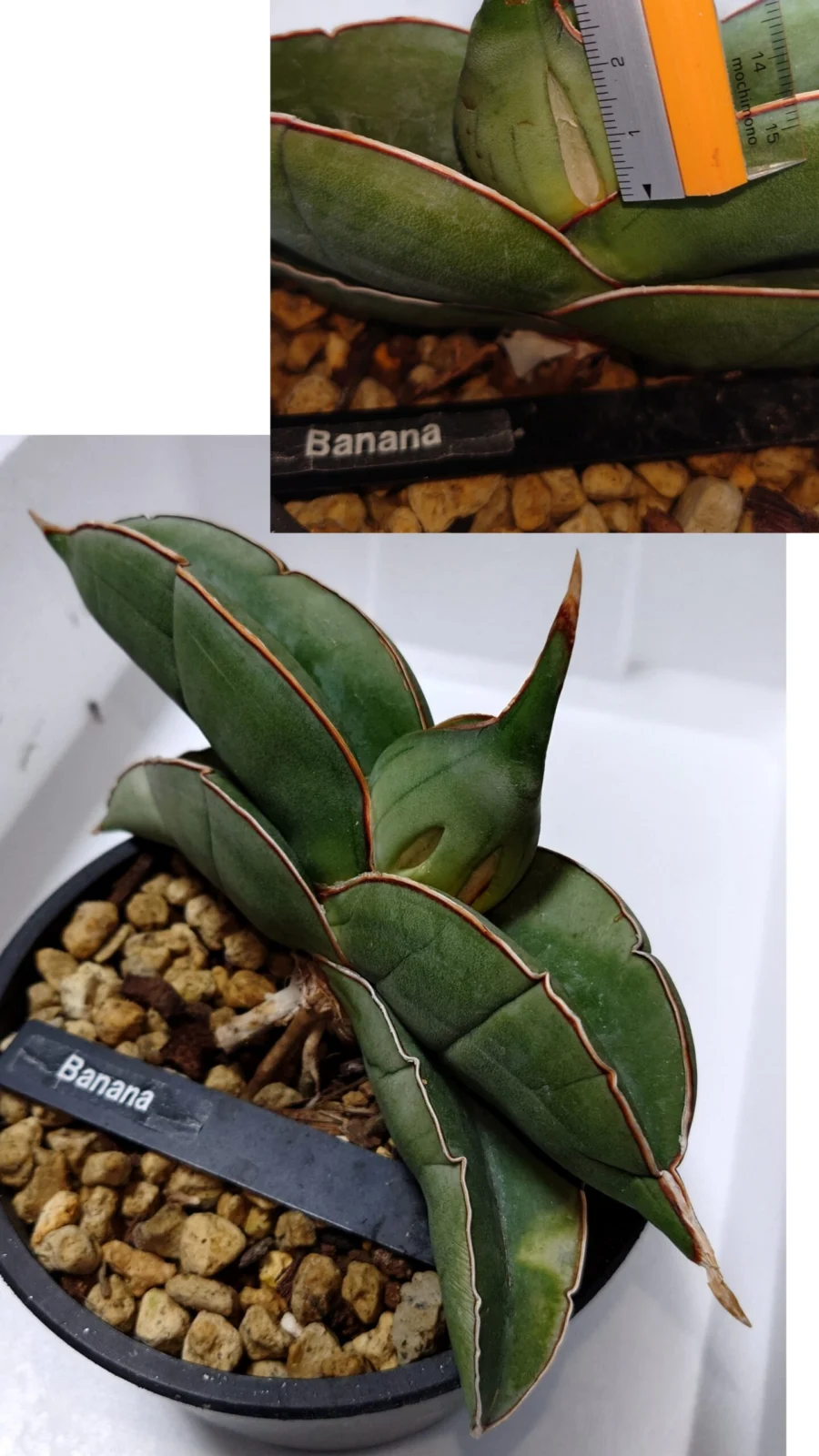サンセベリア バナナ