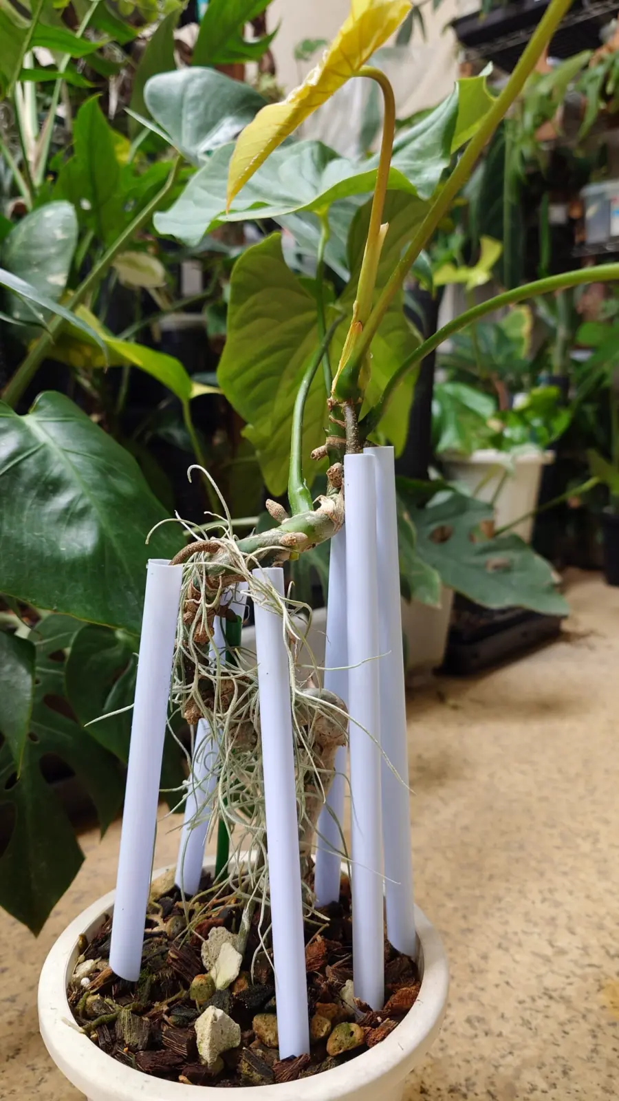 アンスリウム　グィルディンキー　曲げ曲げ