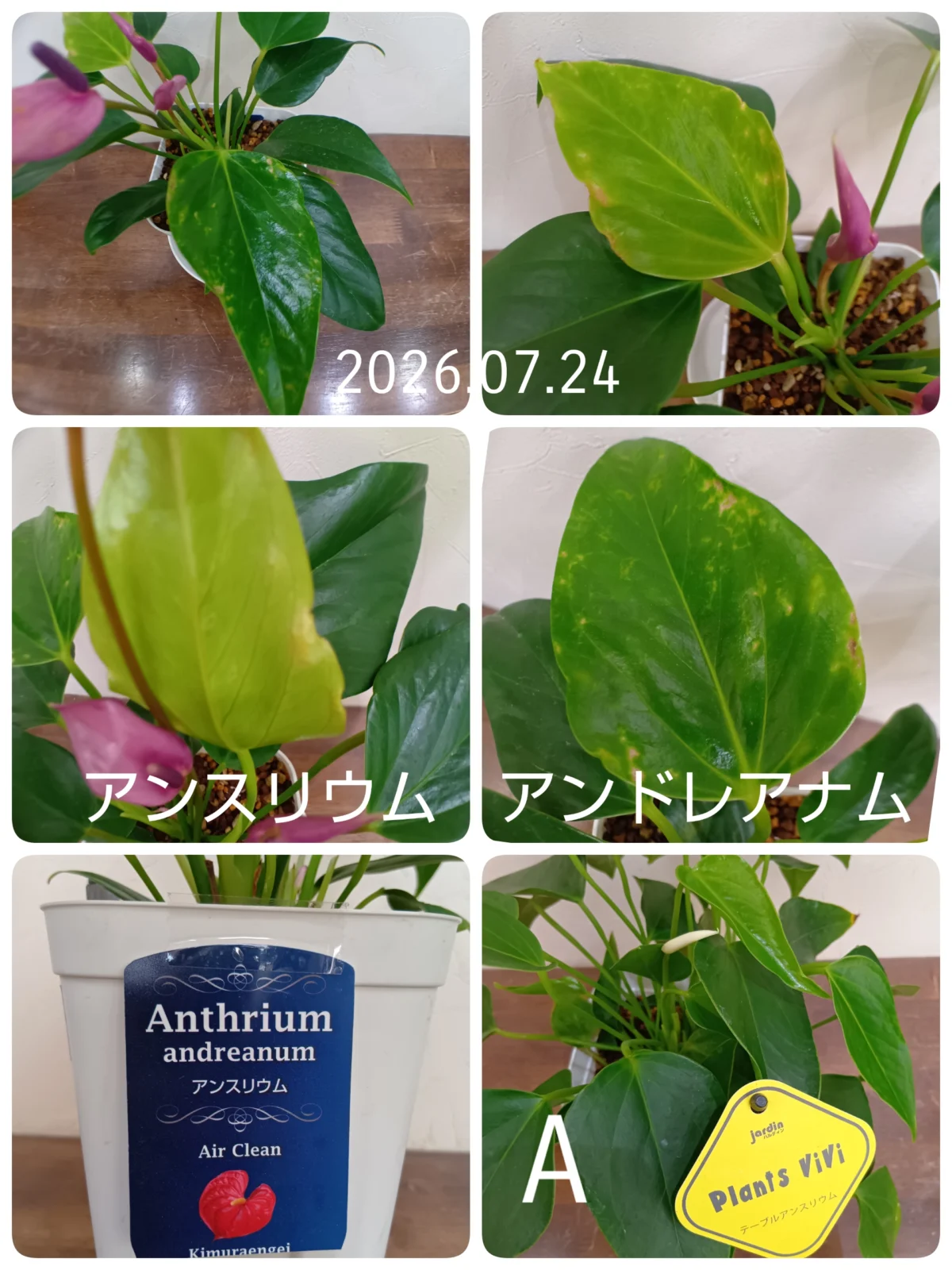 アンスリウム　アンドレアナム　虫　アザミウマ