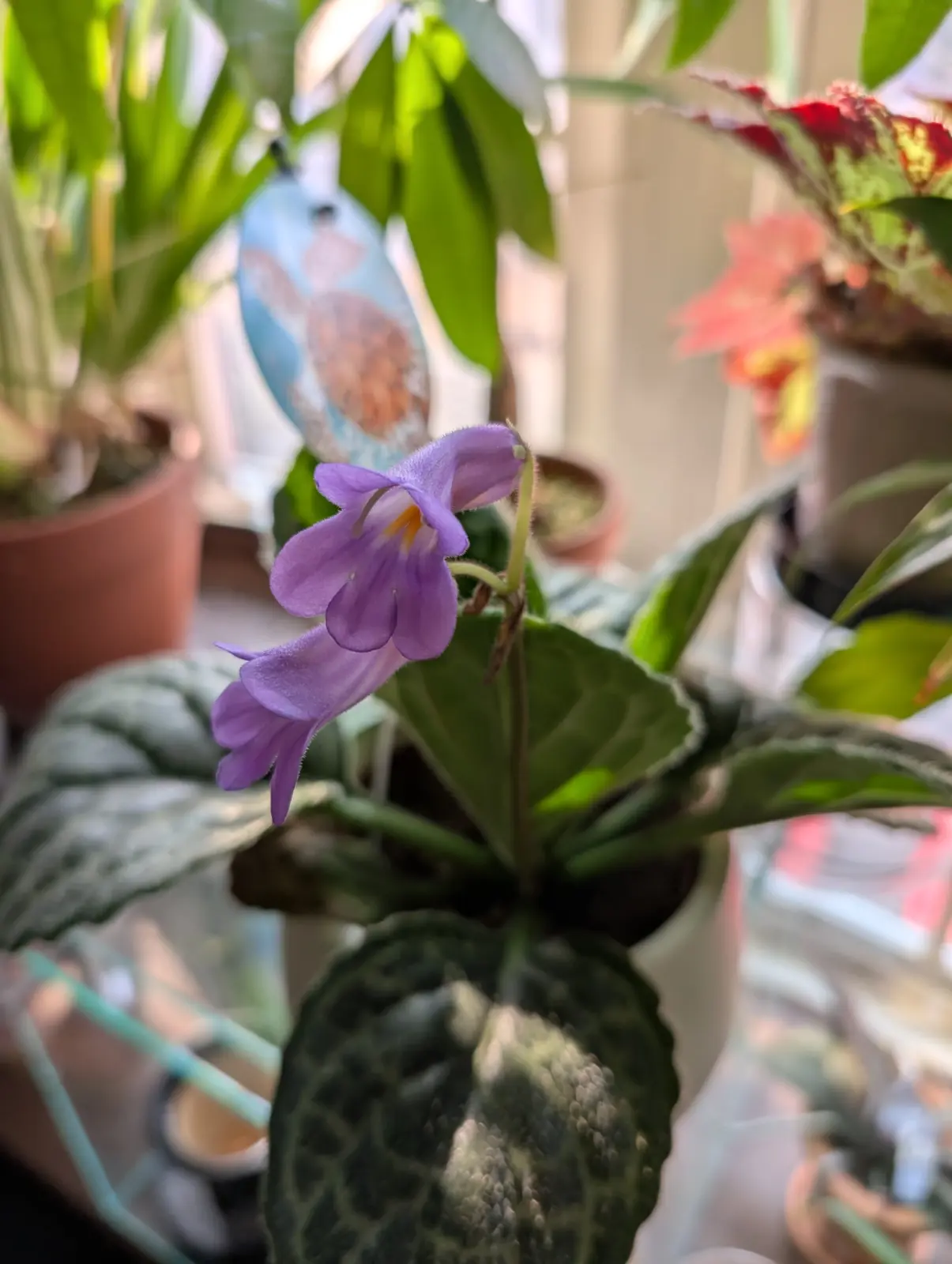 プリティタートル – Plants Navi