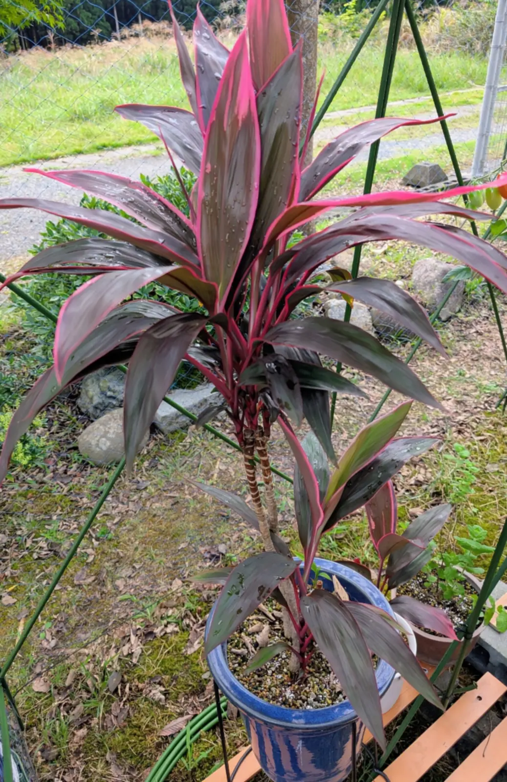 コルジリネ 銅葉 品種不明 秋の発色始まる