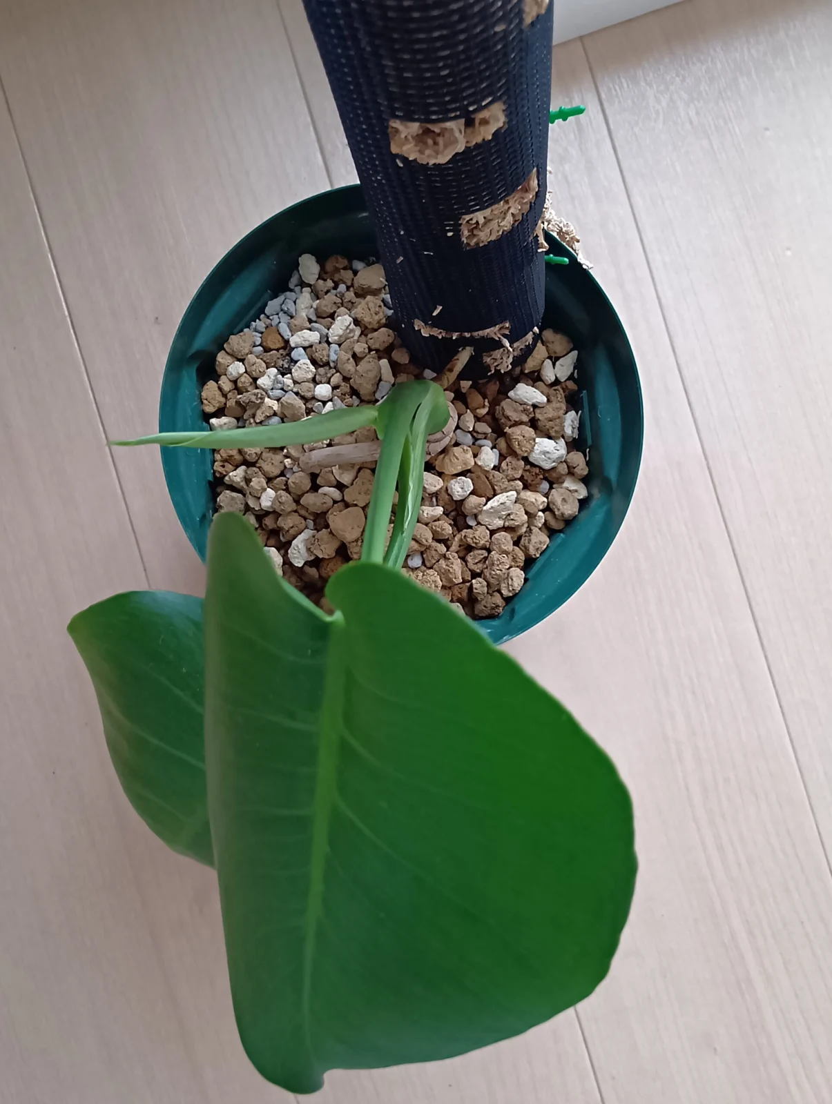 モンステラ　デリシオーサ