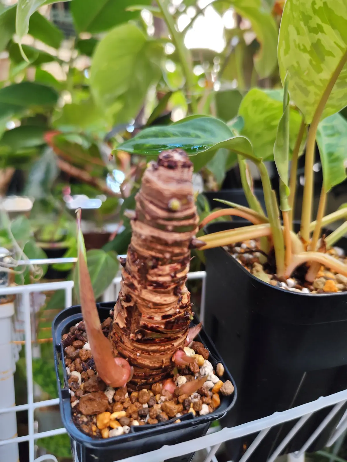 アロカシア　バンビーノ