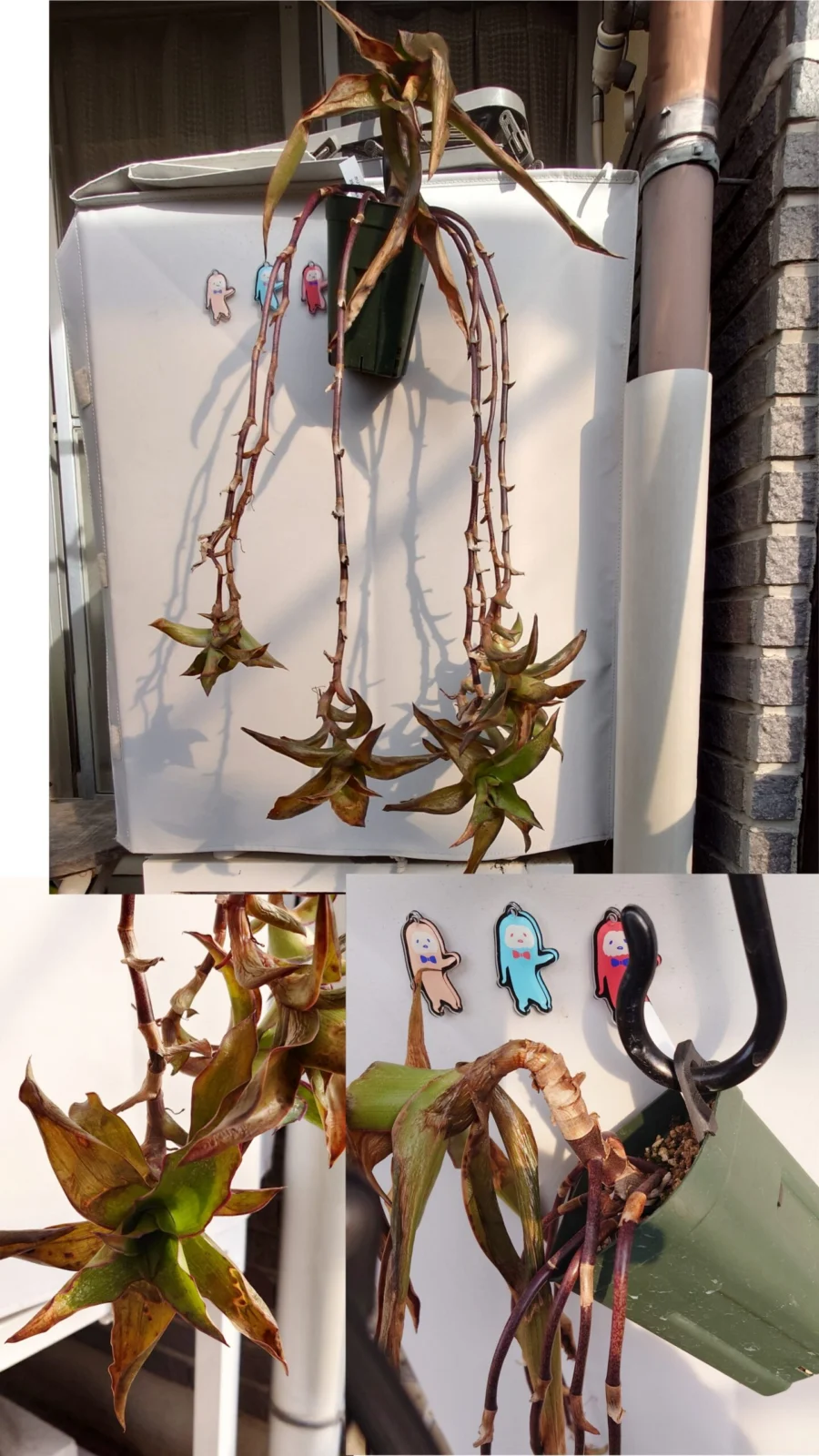 カリシア フレグランス