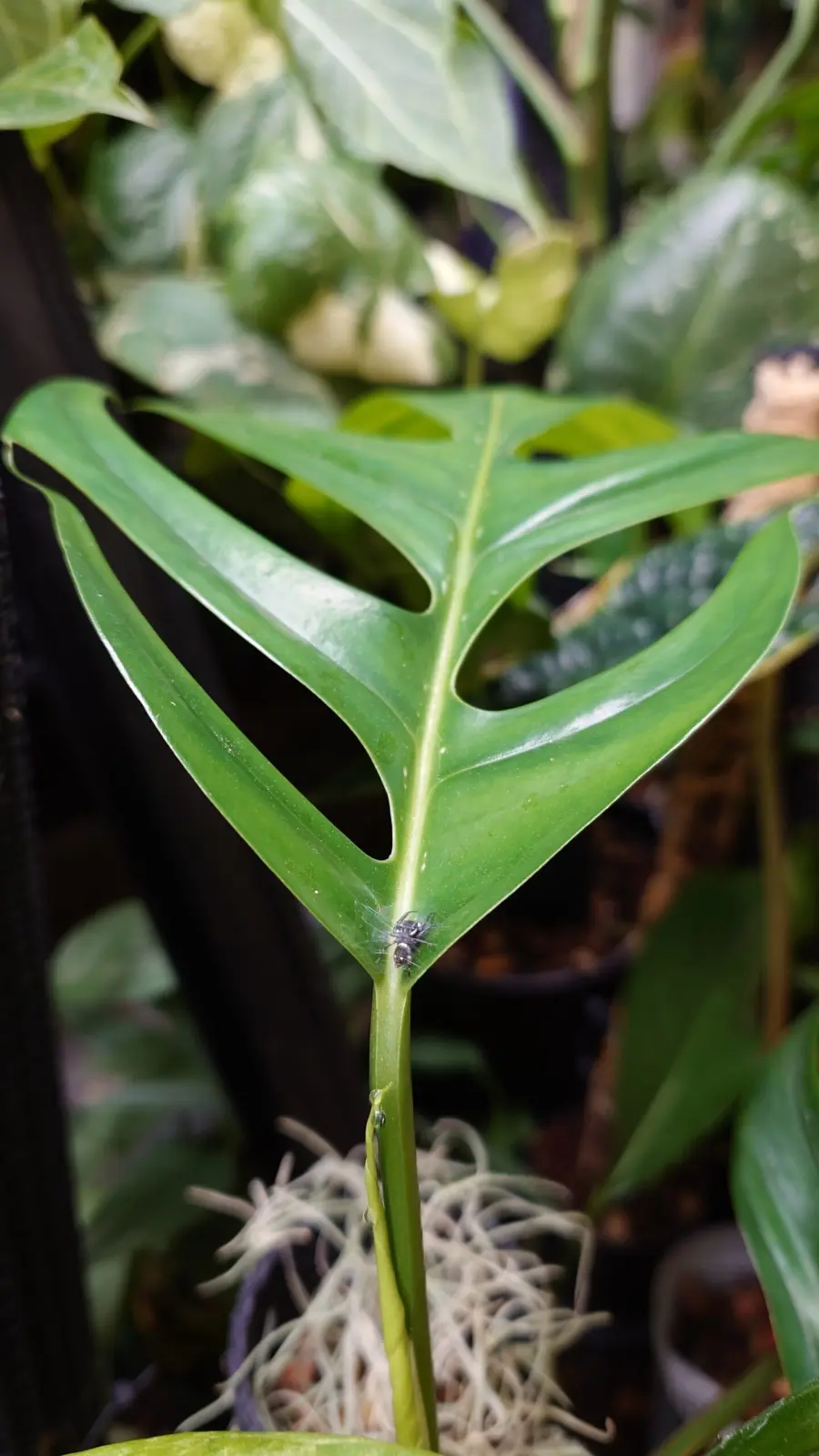 エピプレムナム　ピナツム　オトモダチ