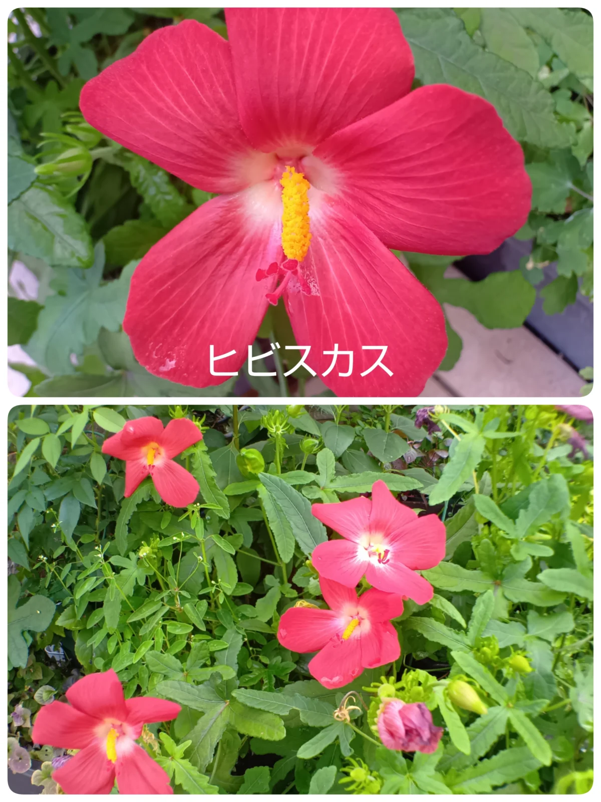 ヒビスカス　？？？　花