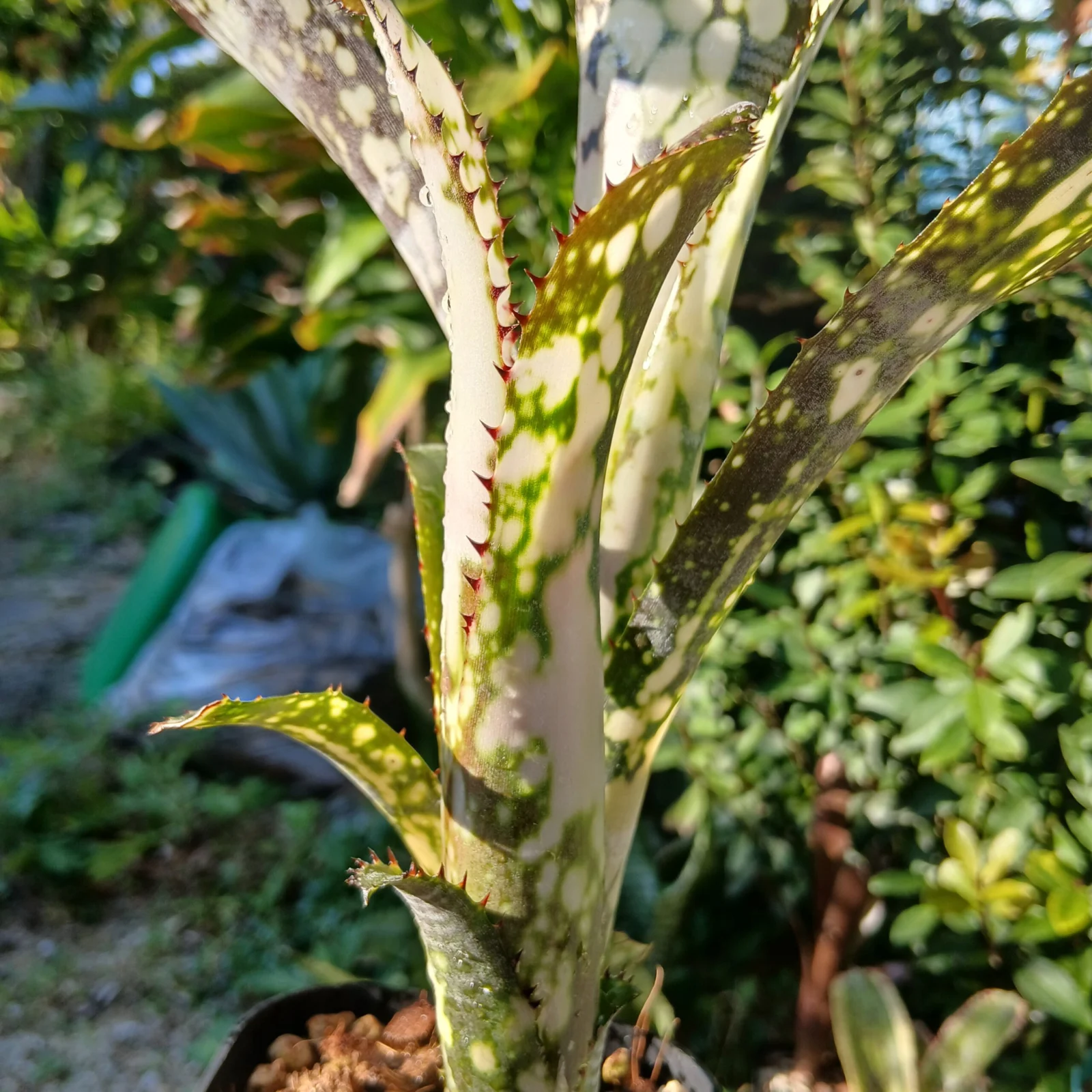 ビルベルギア　Sp