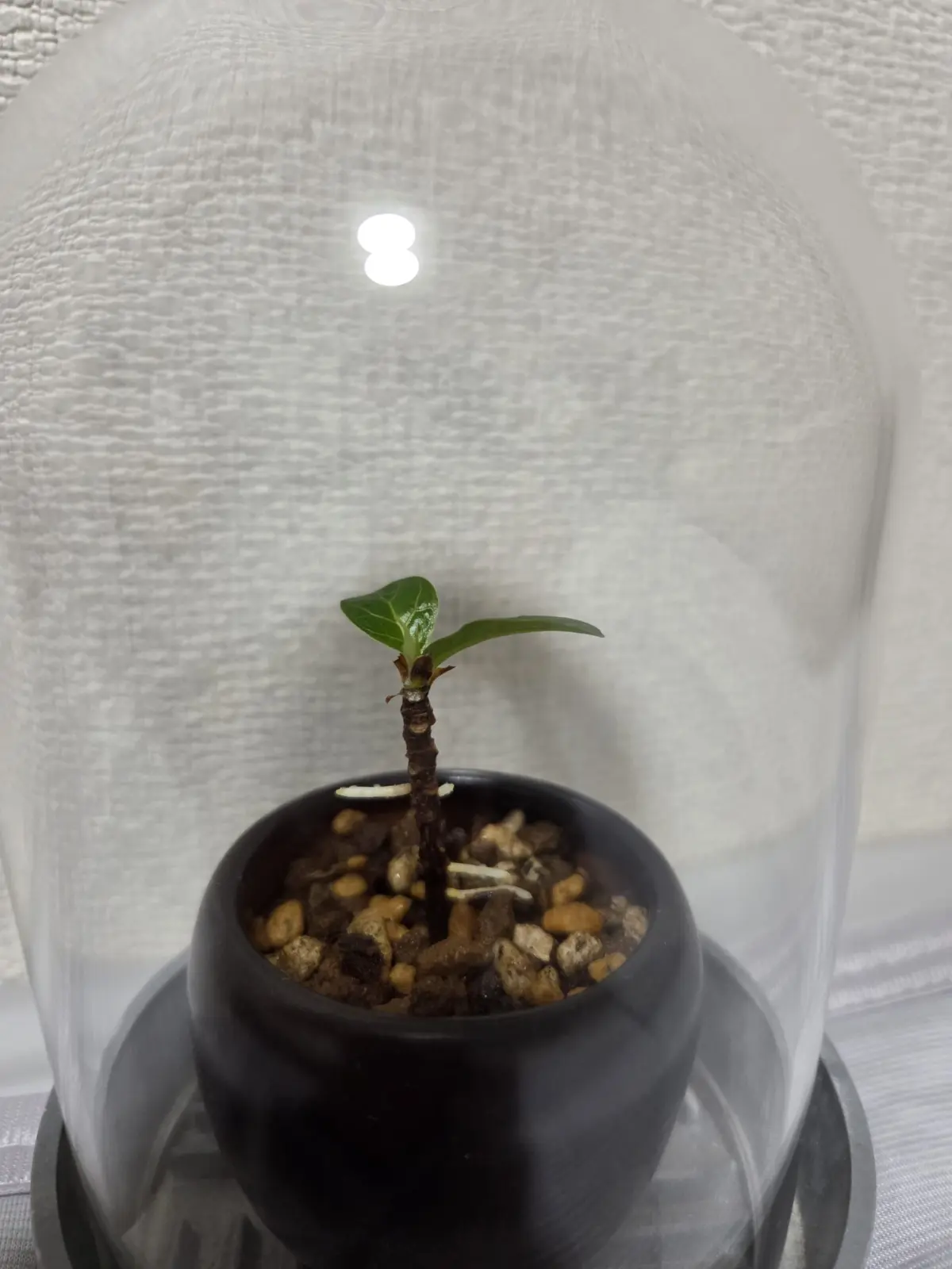 カシワバゴムノキ　100均