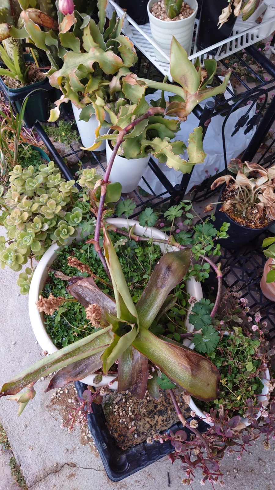 カリシア フレグランス