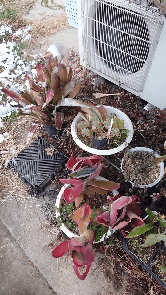 ビルベルギア フダオチ 等その後