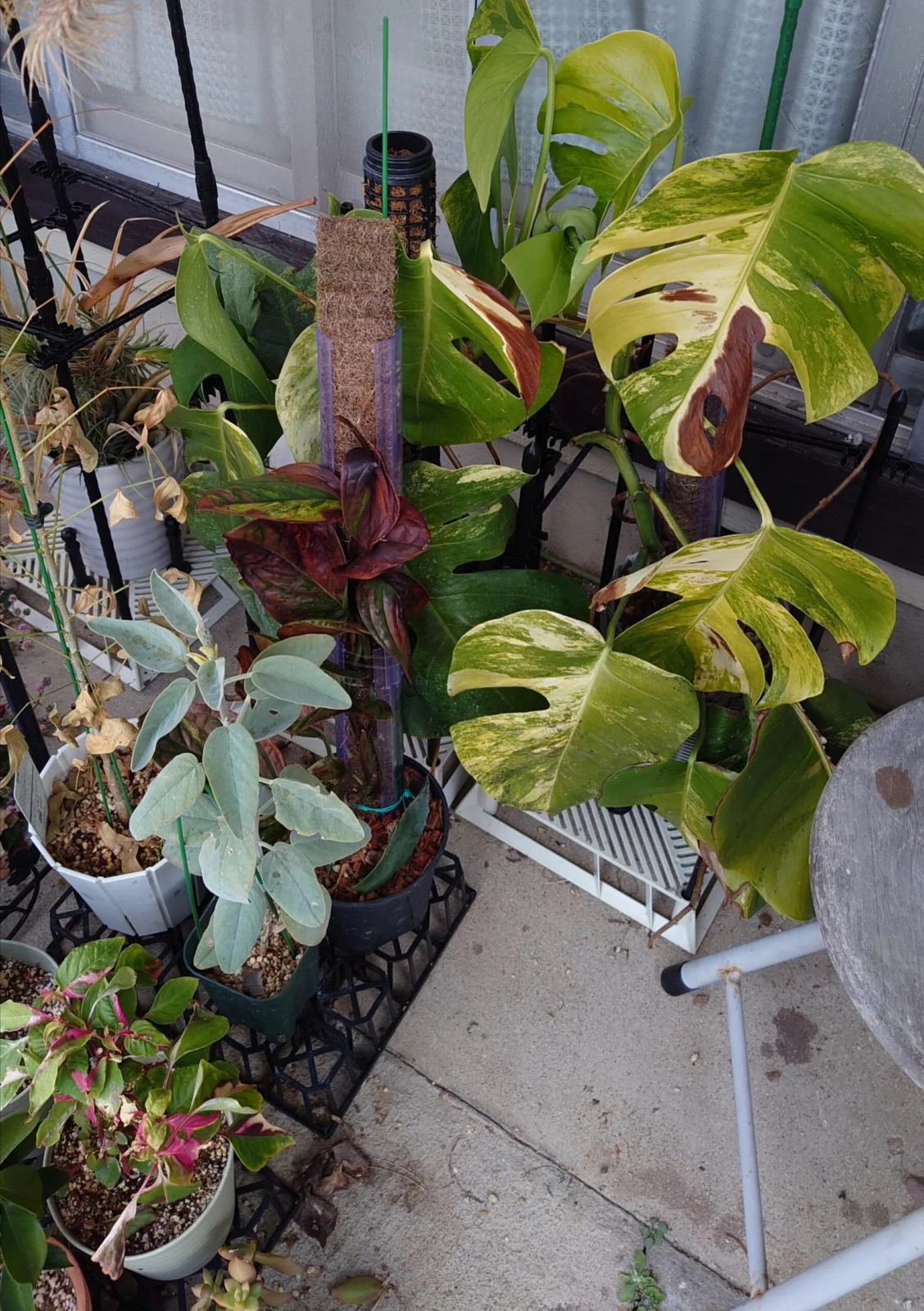 モンステラ オーレア 等