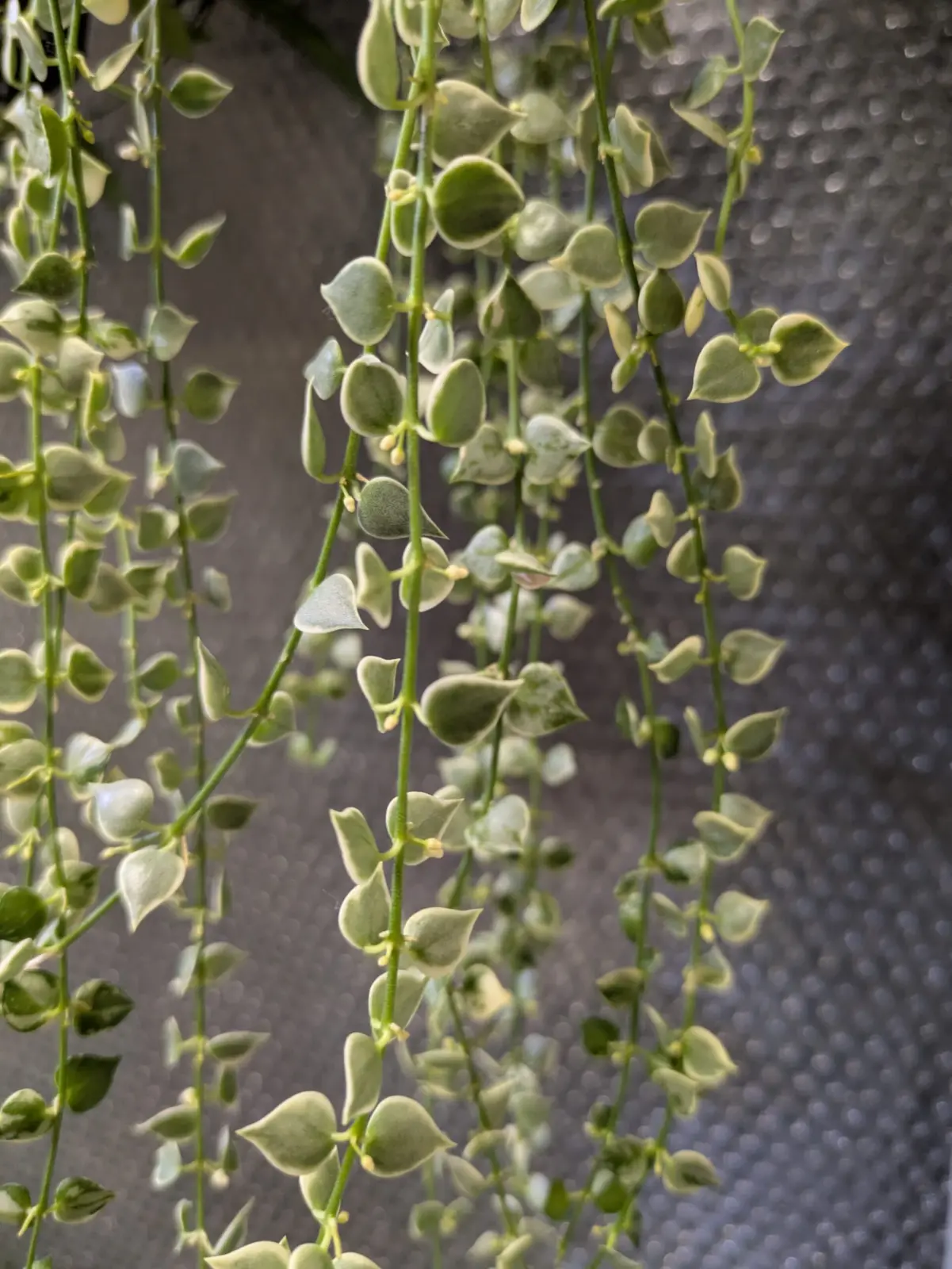 ディスキディア　ミリオンハート