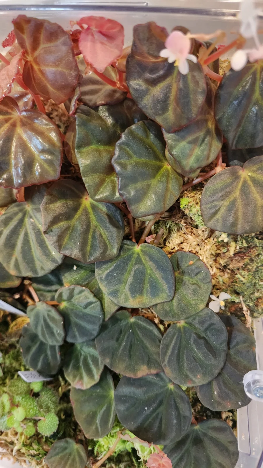 ベゴニア sp. サラワク