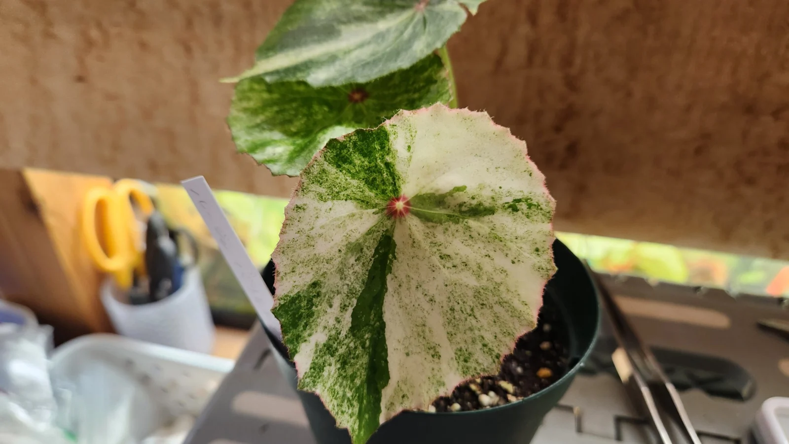 ベゴニア ルージュ バリエガータ