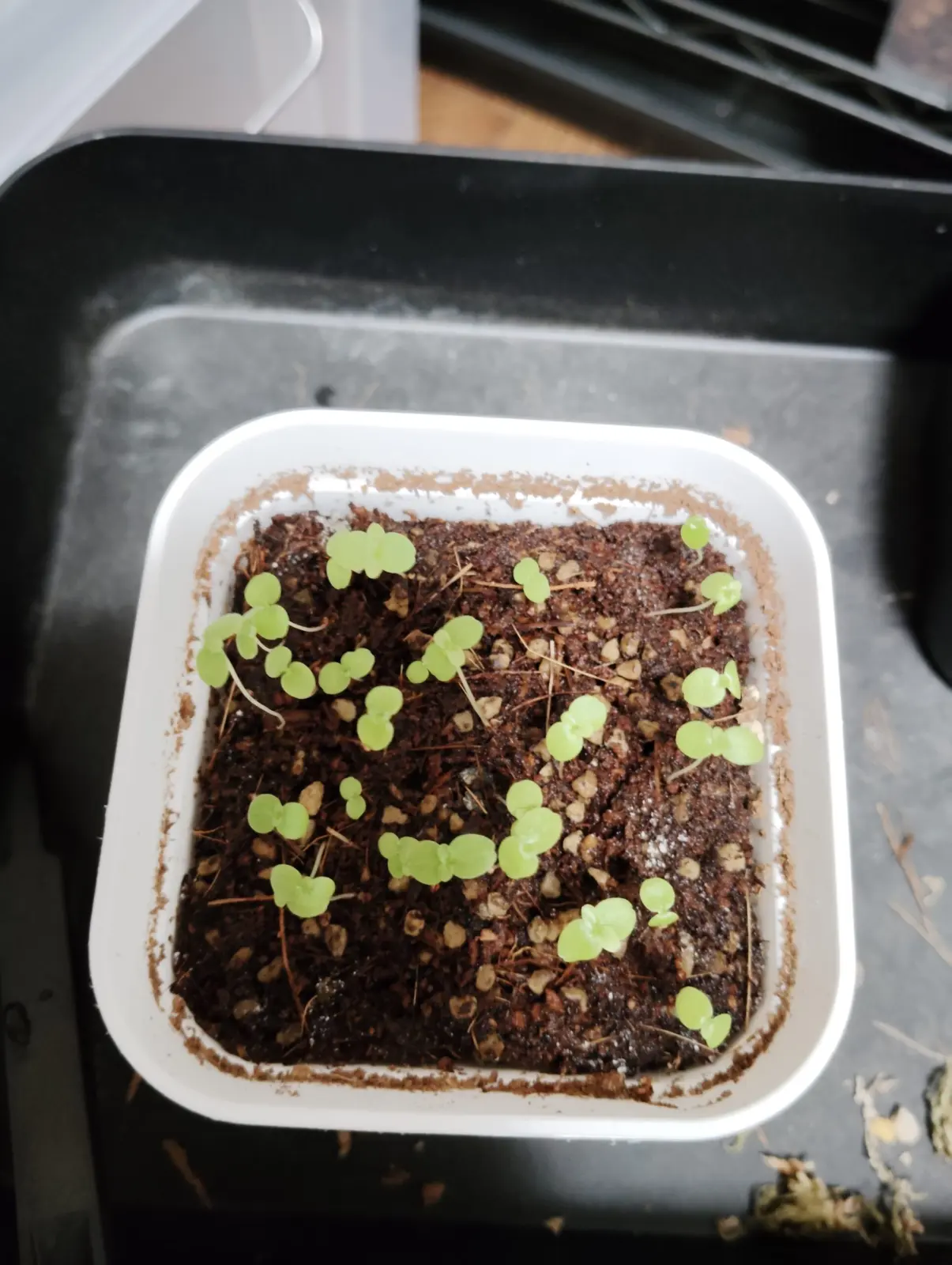 フィカス　ペティオラリス　実生