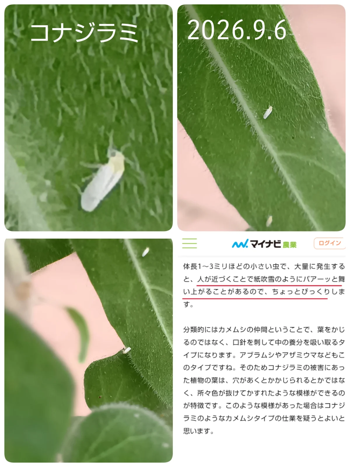 コナジラミ　虫