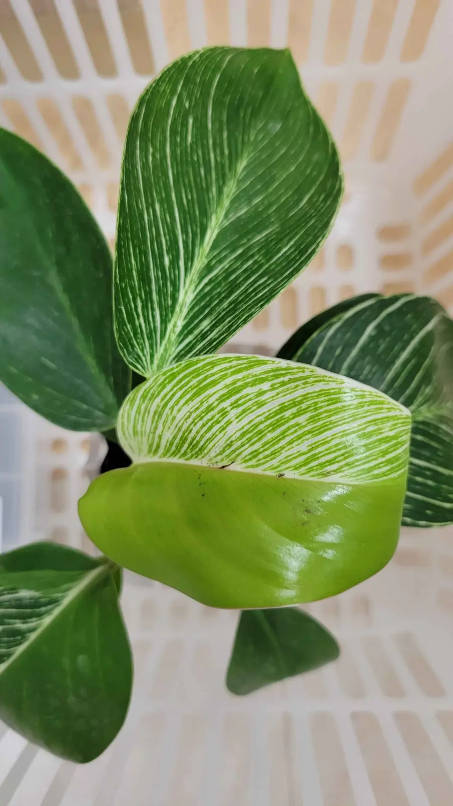 フィロデンドロン　バーキン　ハーフムーン　100均　ビフォー