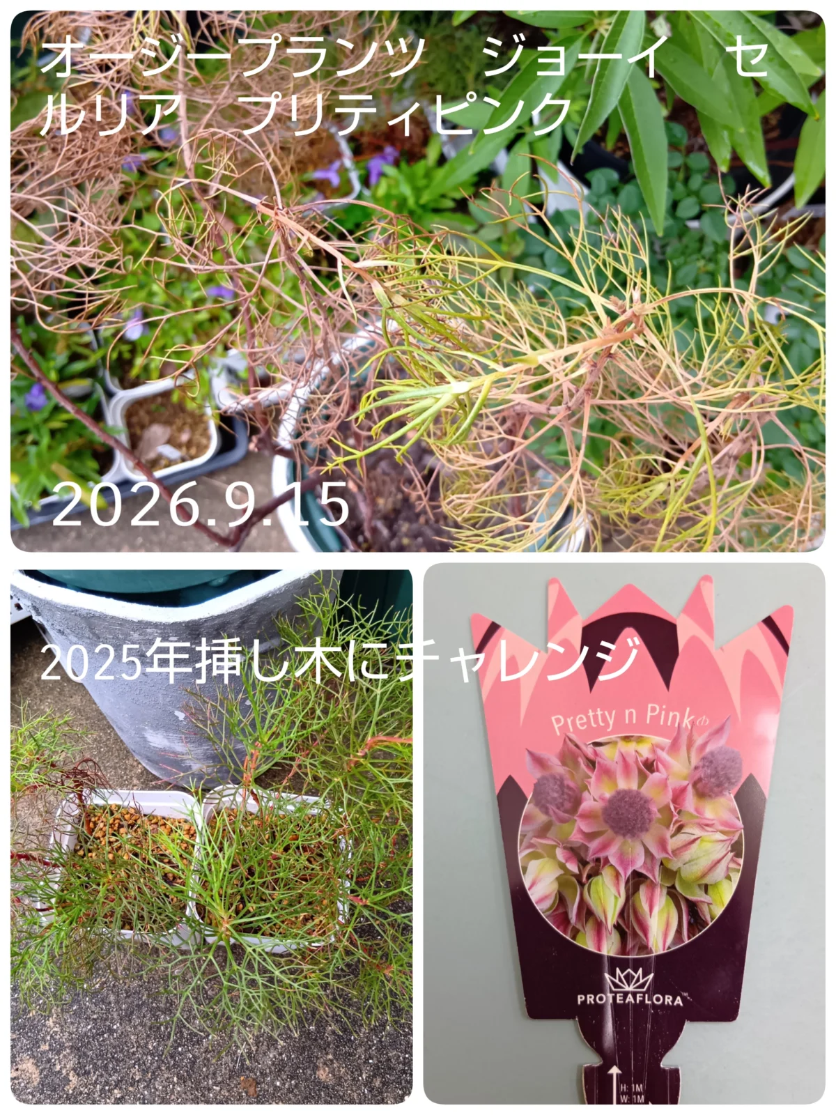 オージープランツ　ジョーイ　セルリア　プリティピンク