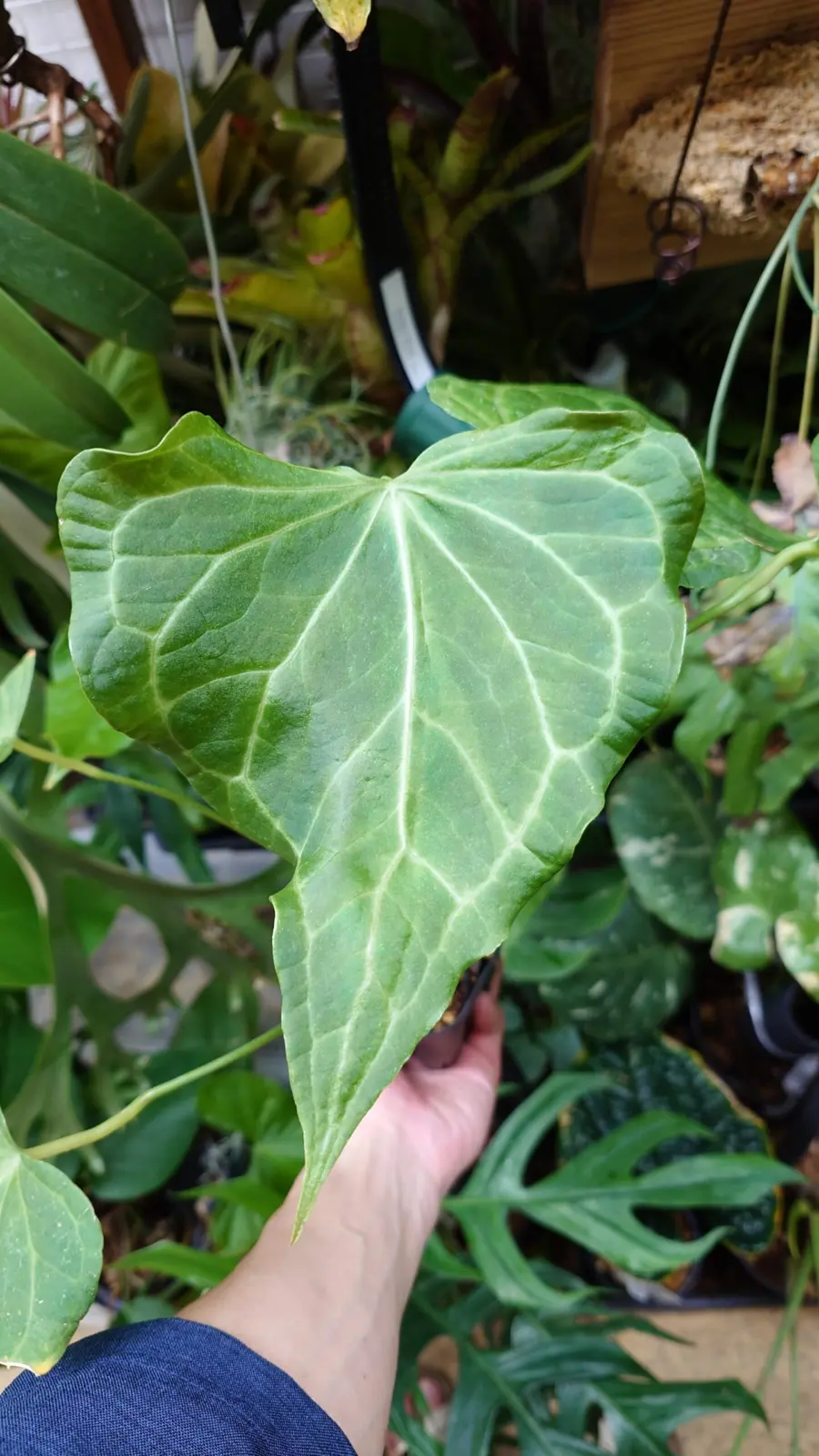 アンスリウム　デルタフォース