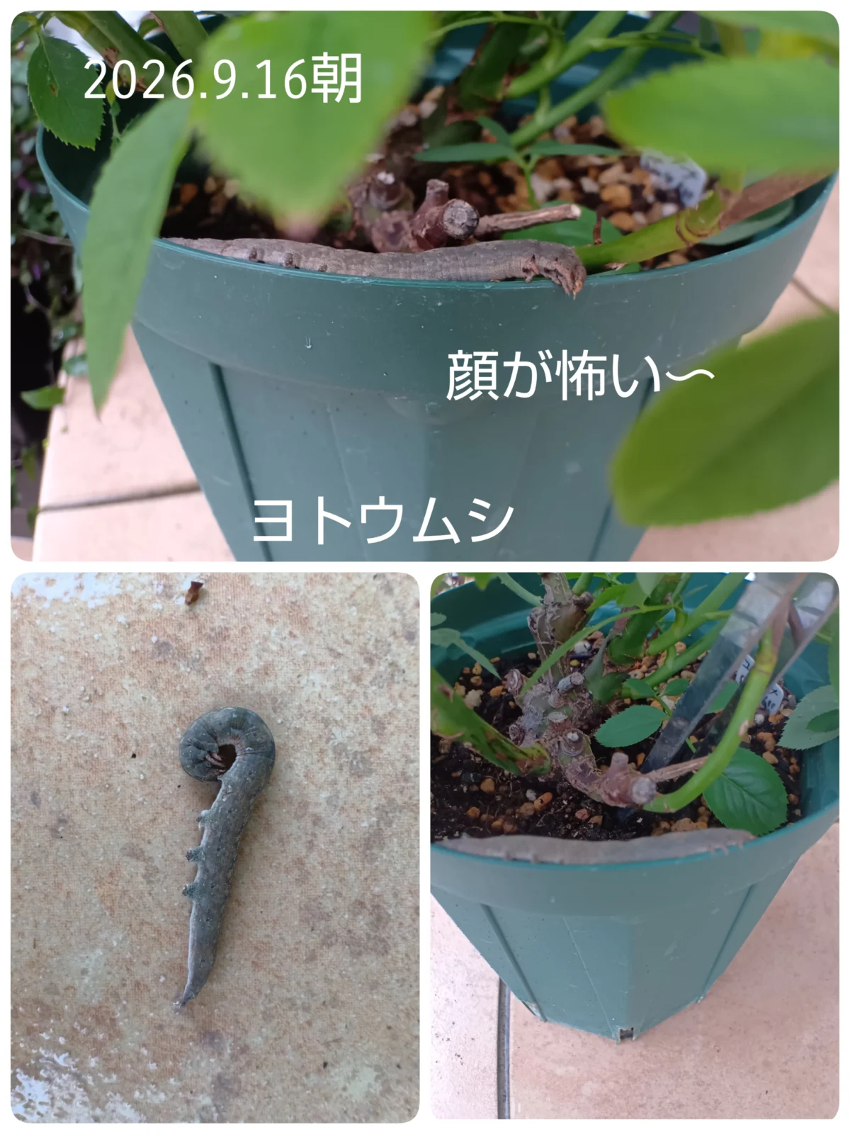 虫　ヨトウムシ
