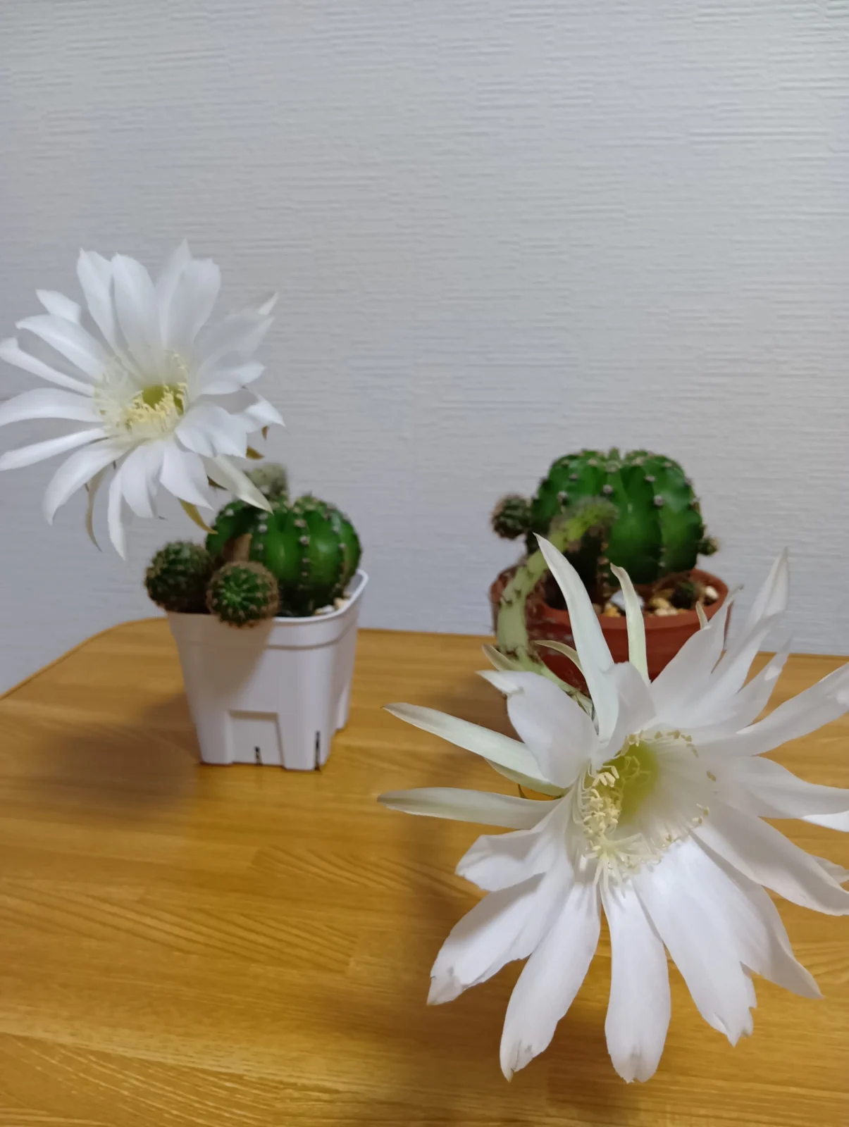 エキノプシス属