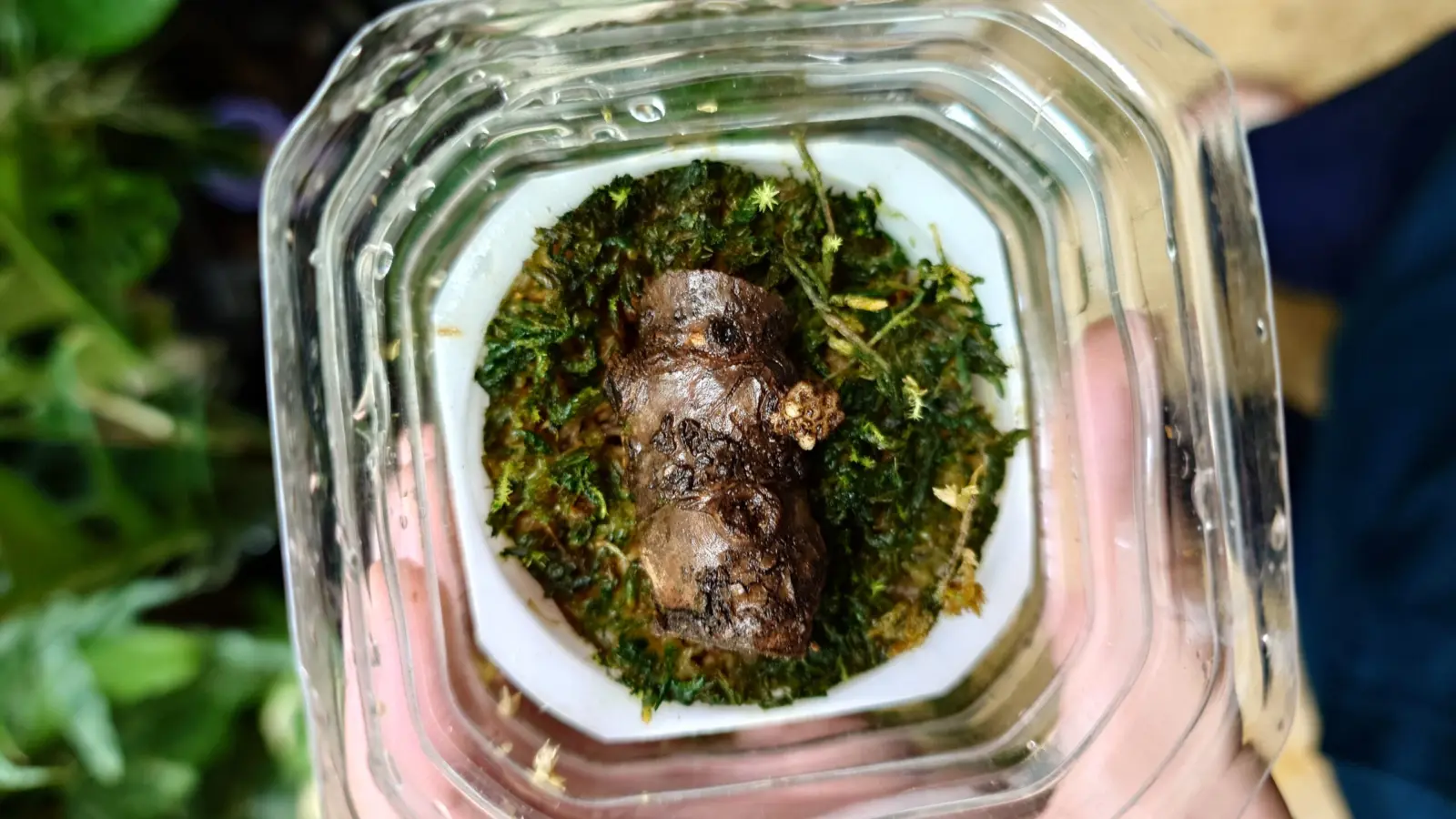 モンステラ　バールマルクスフレーム　