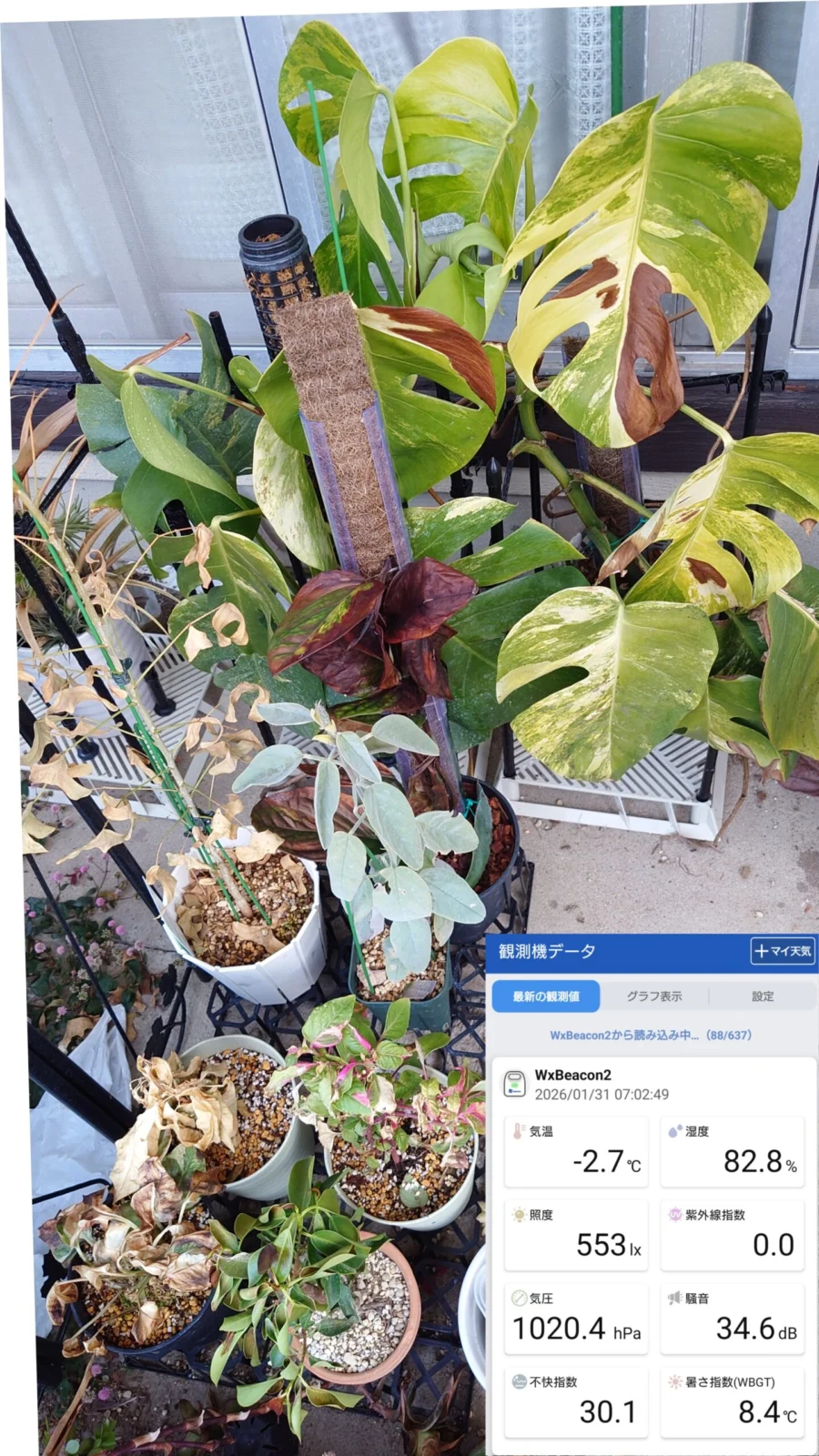 モンステラ オーレア等