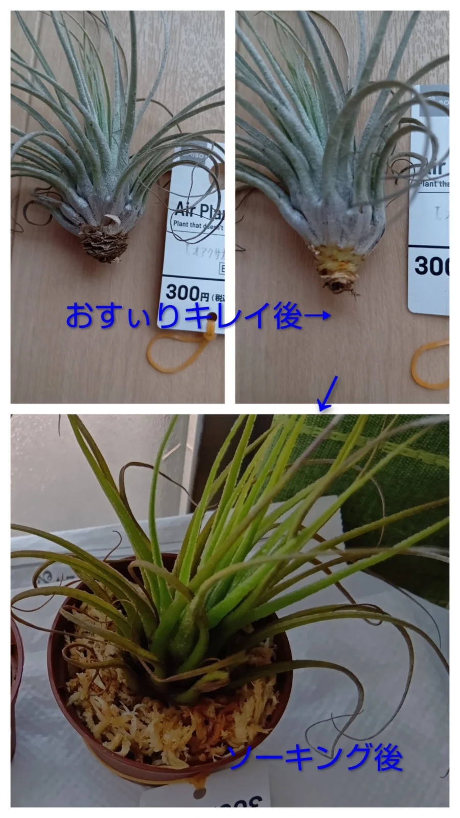 オアクサカーナ　100均