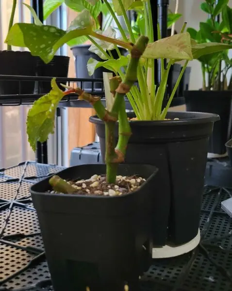 木立ち ベゴニア ホムセン ビフォー