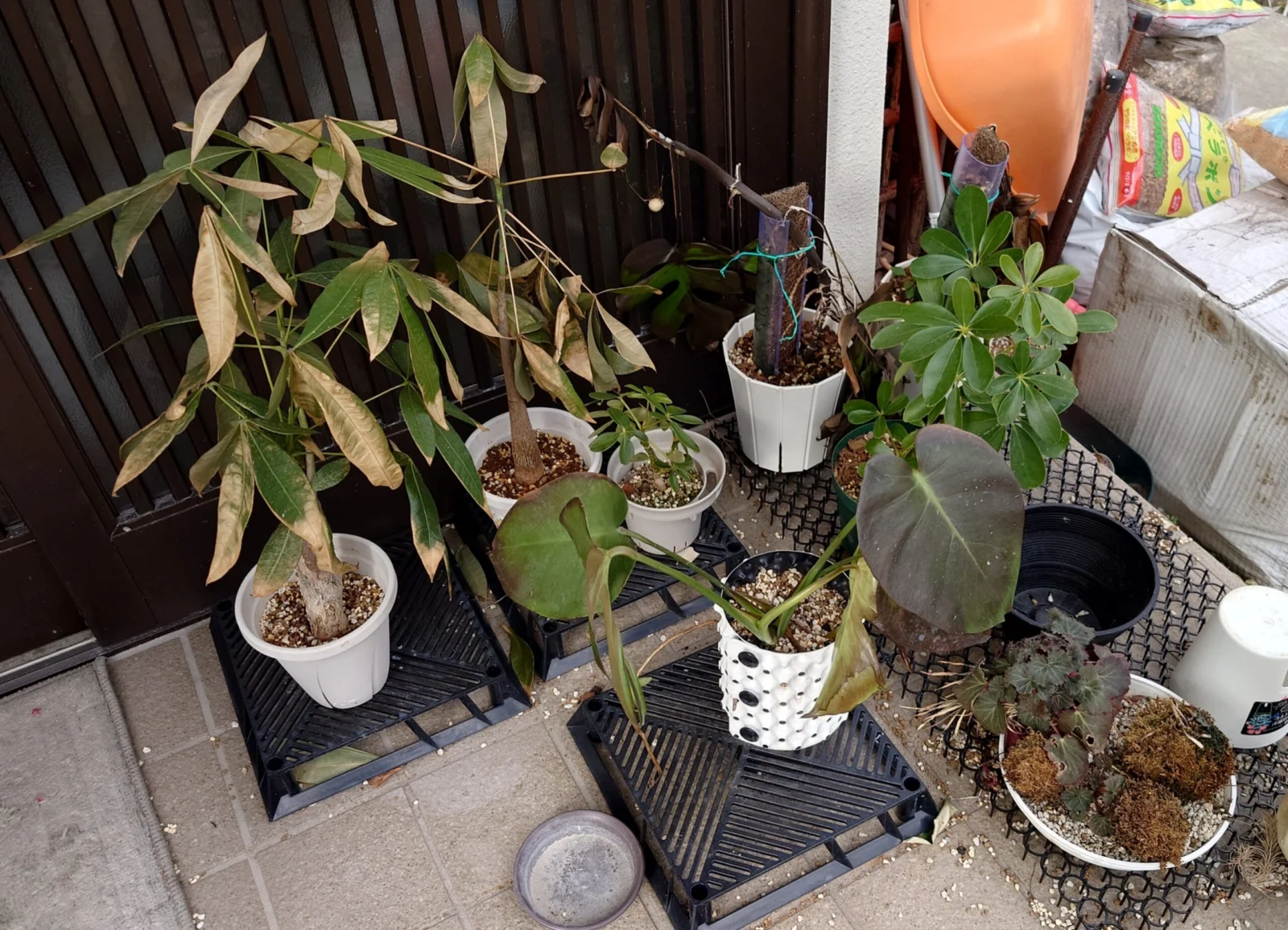 カポック フダオチ