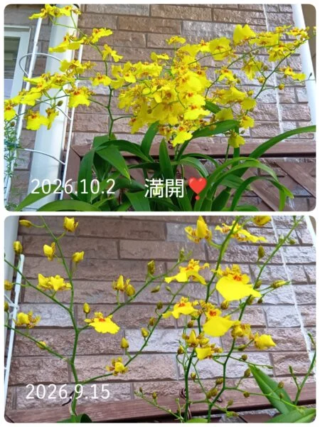 オンシジューム