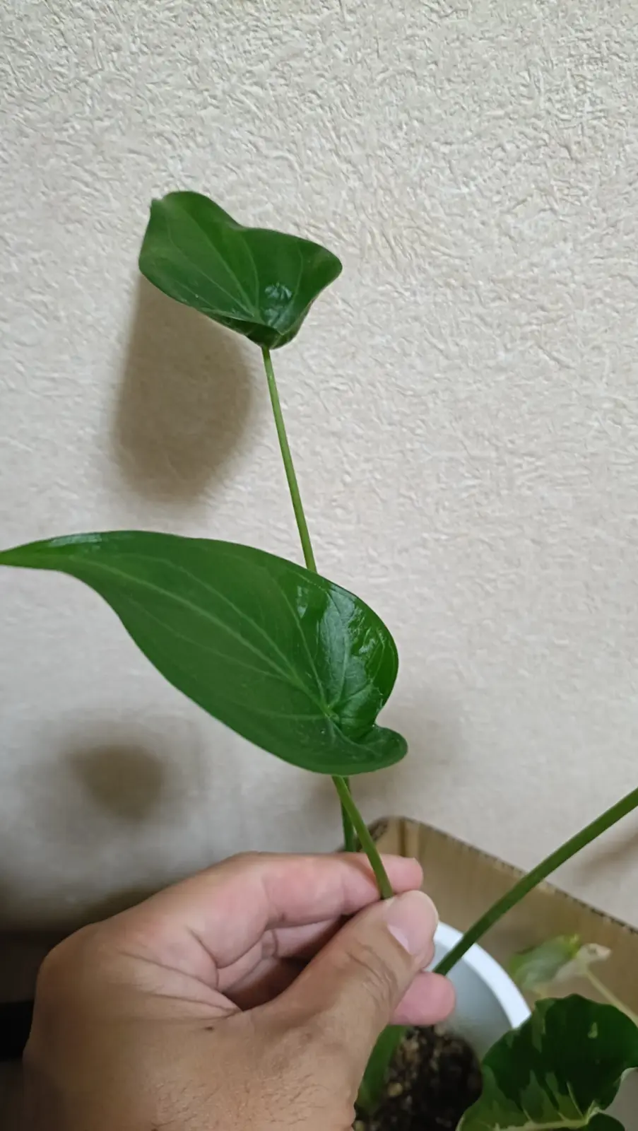 クワズイモ　名前がわからん