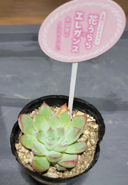 エケベリア　花うらら　エレガンス　多肉植物　ホムセン　ビフォー